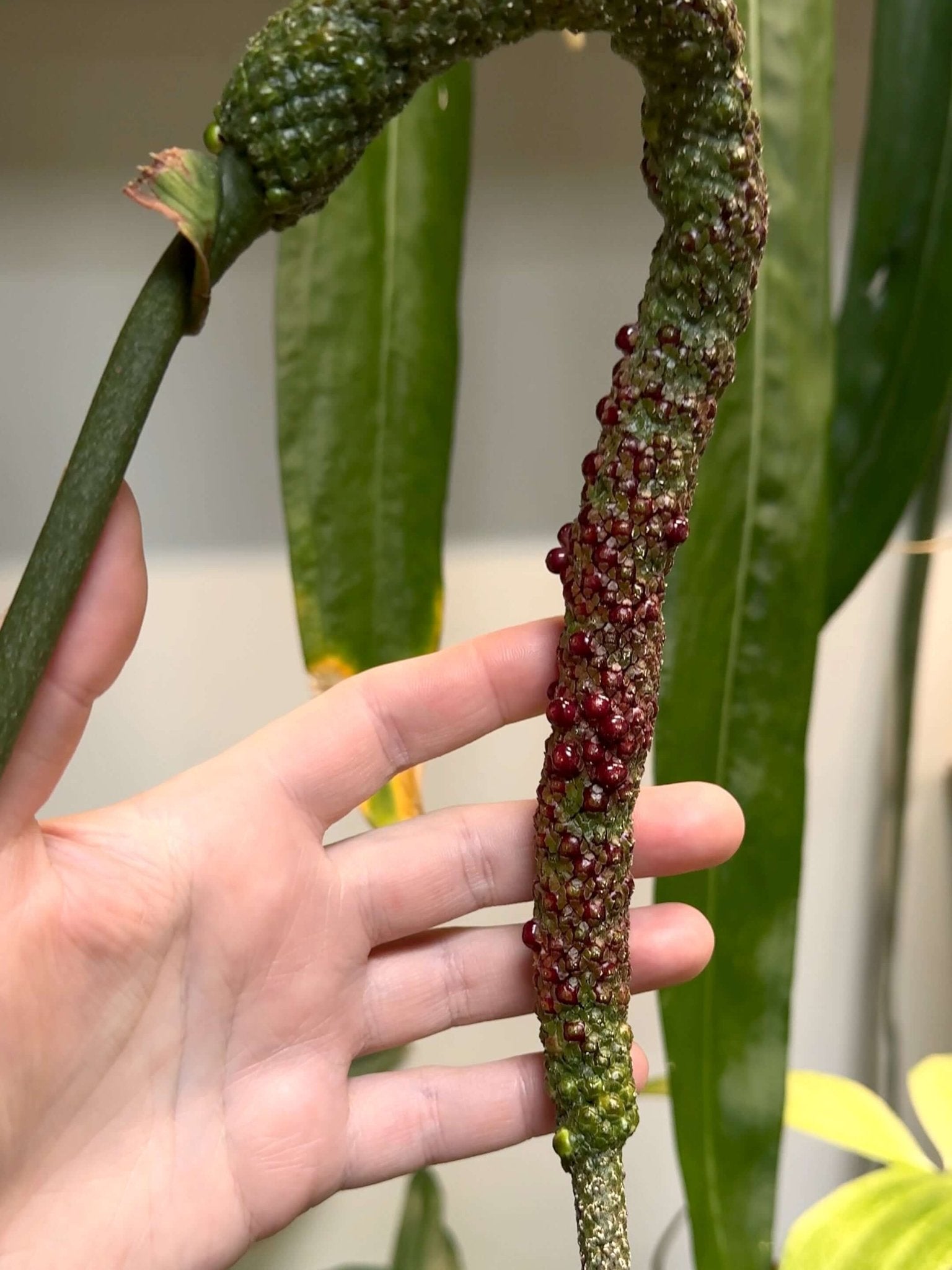 Anthurium Crystallinum x self - Seedlings - SMUKHI