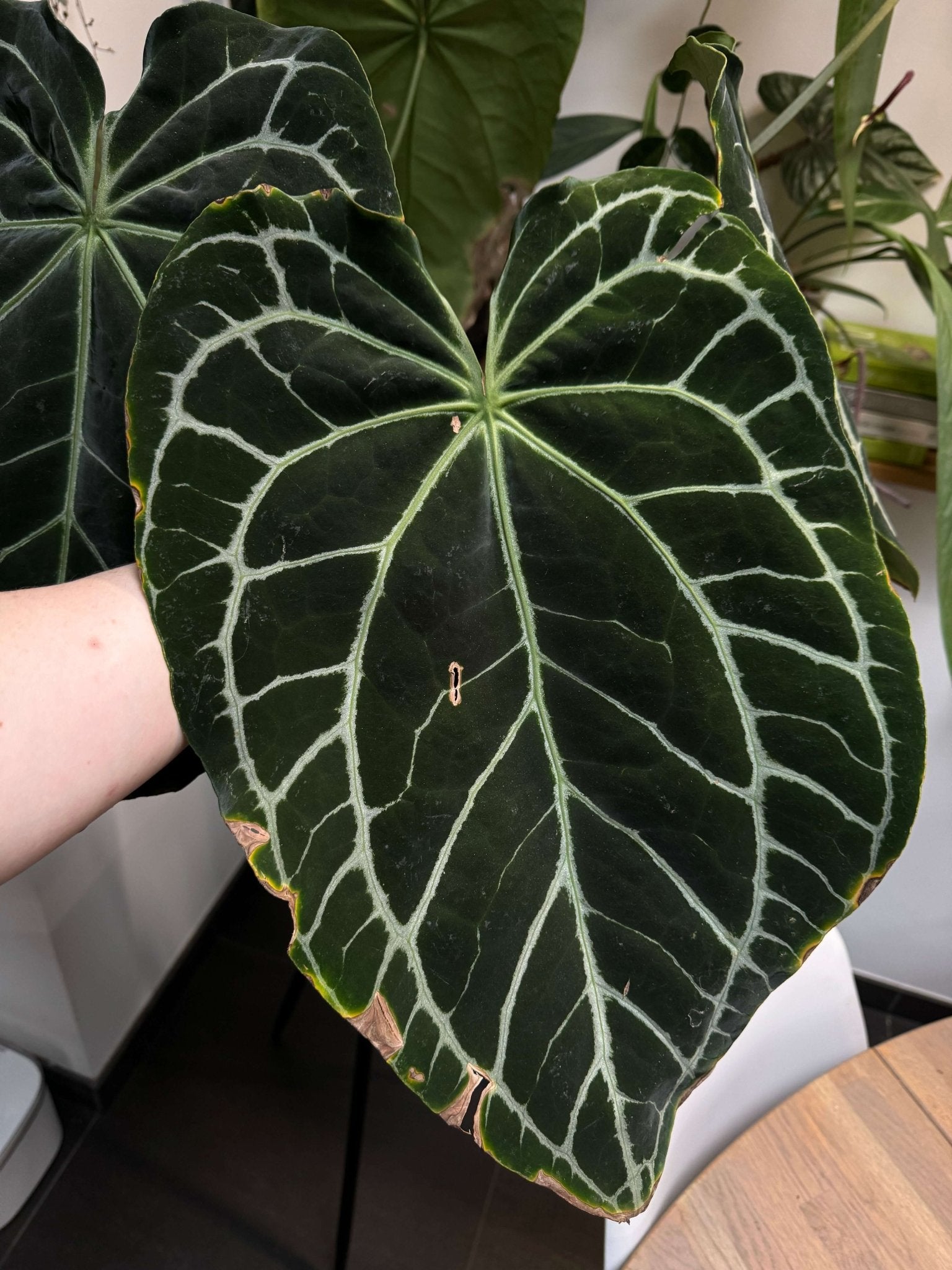 Caladium Black Mamba top Ship By DHL Express Free Phytosanitary Certificate & Free Anthurium Crystalinum