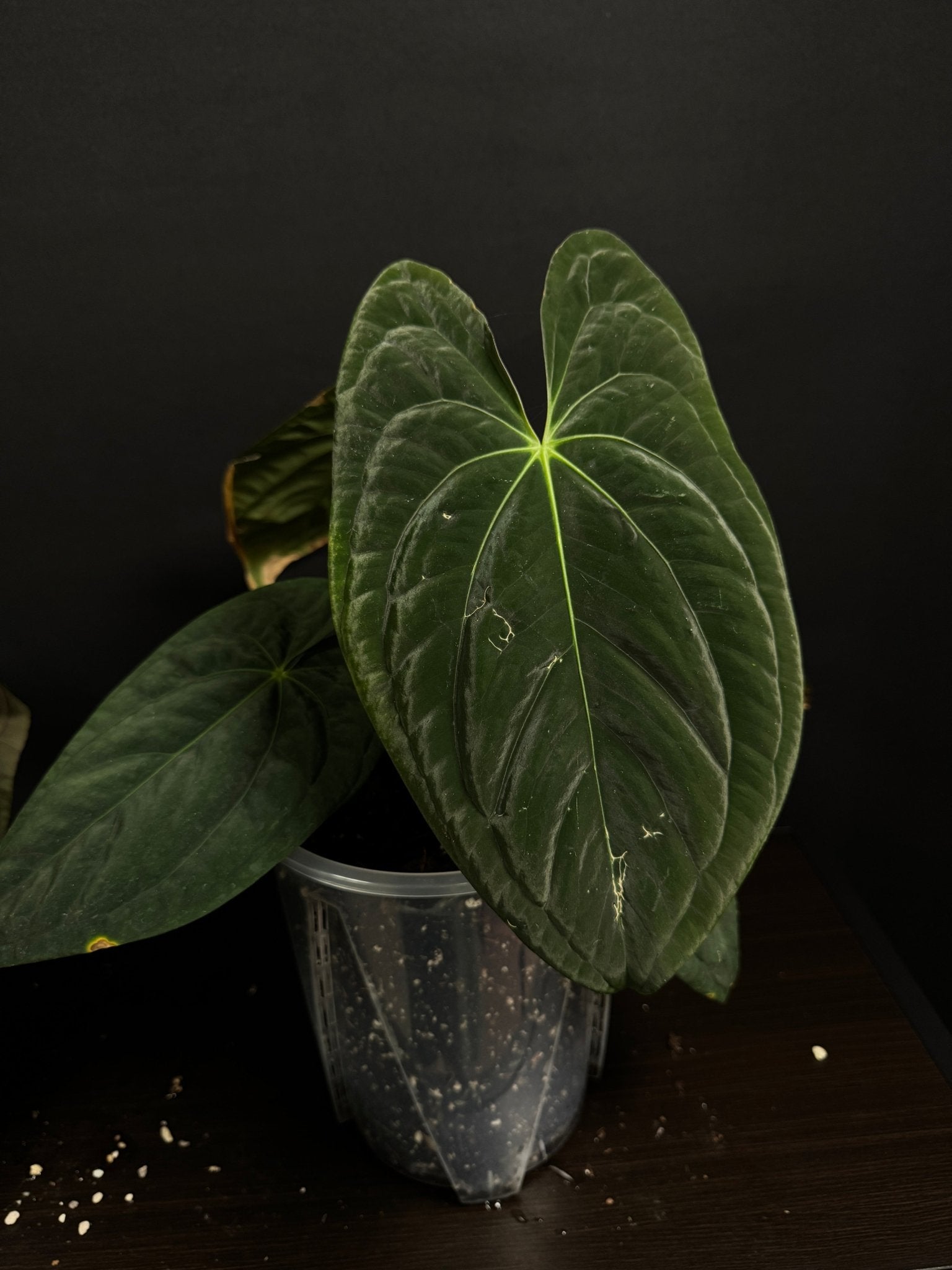 Anthurium Dark Phoenix [2] - SMUKHI