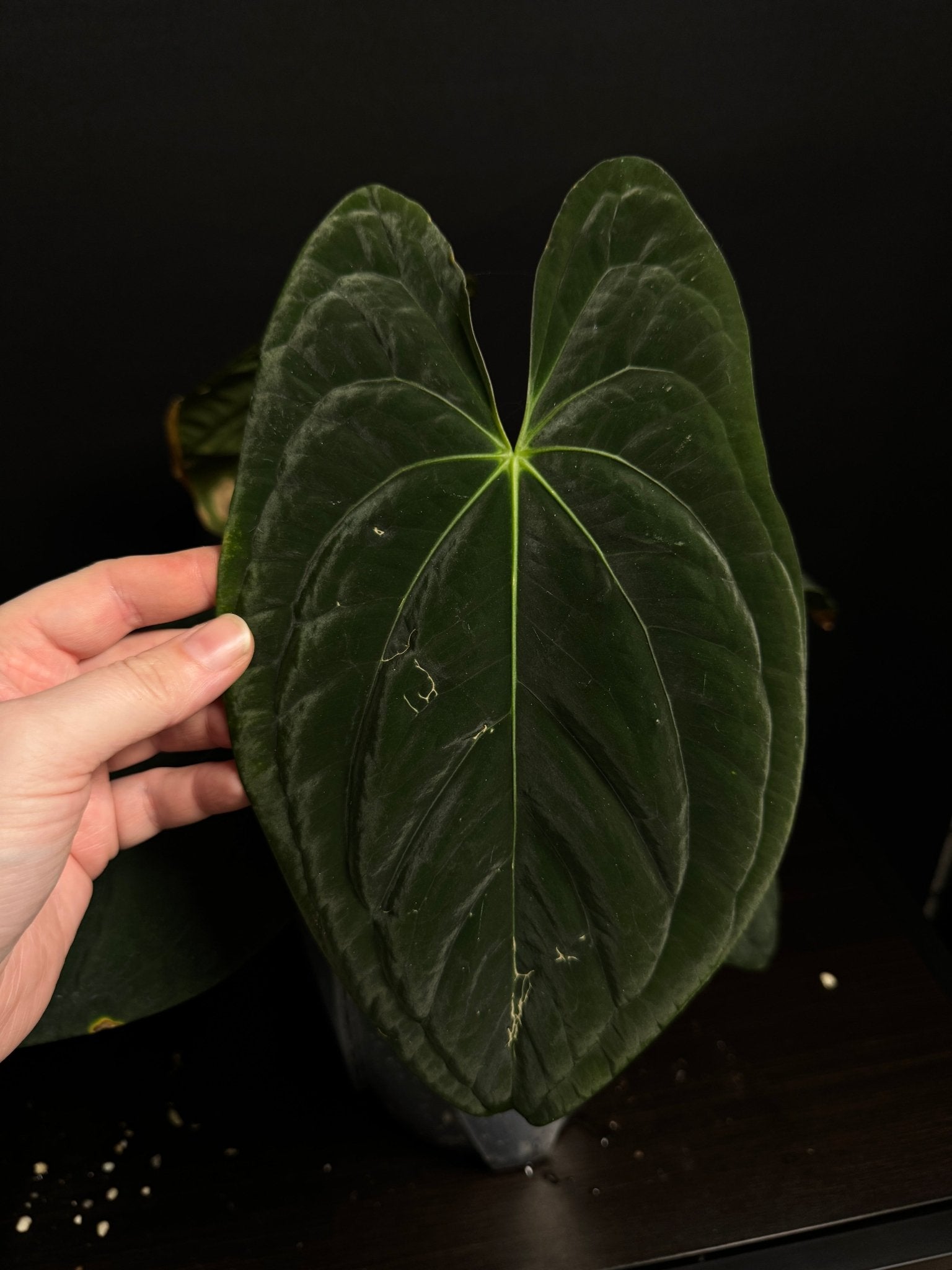 Anthurium Dark Phoenix [2] - SMUKHI