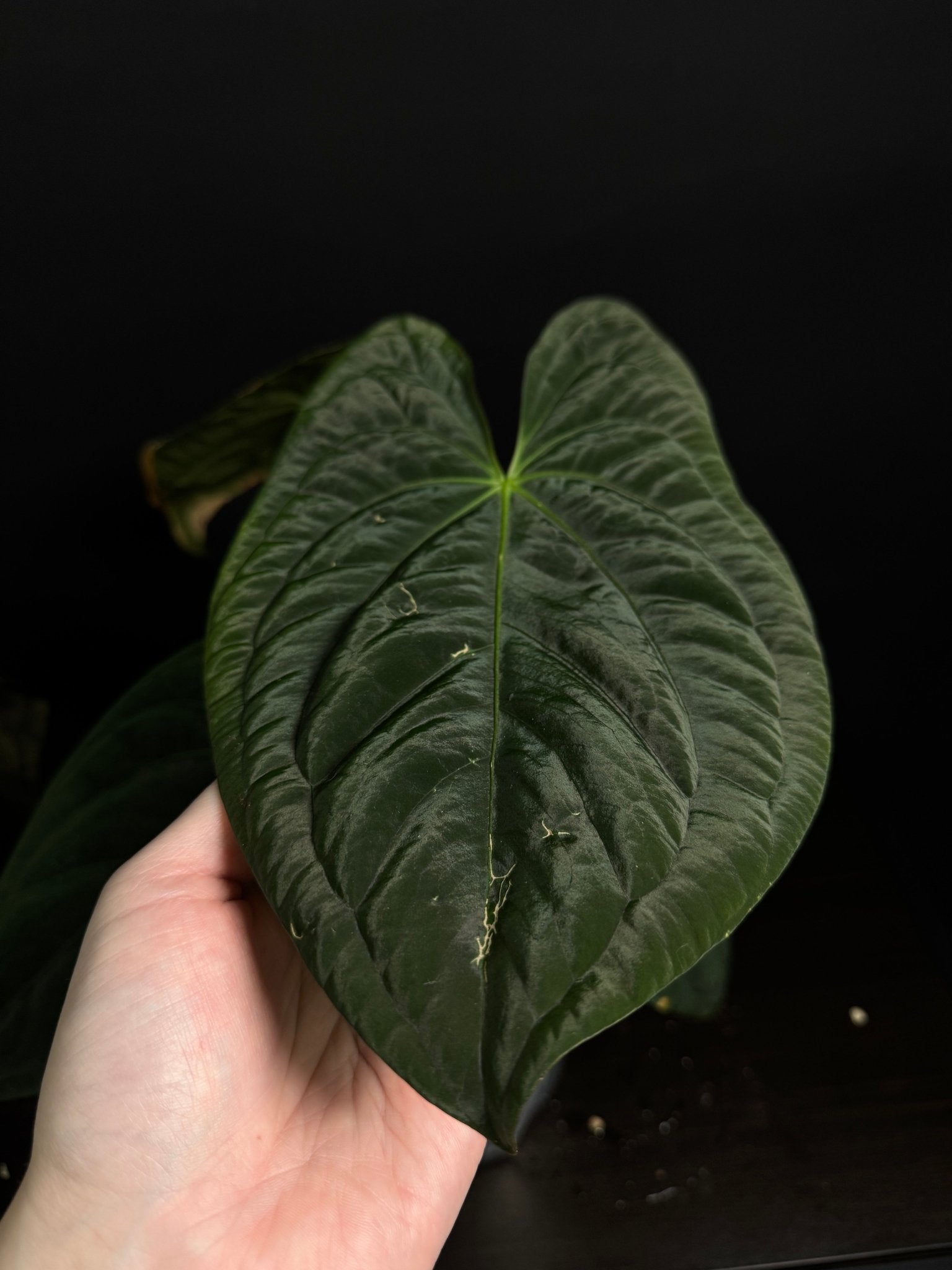 Anthurium Dark Phoenix [2] - SMUKHI