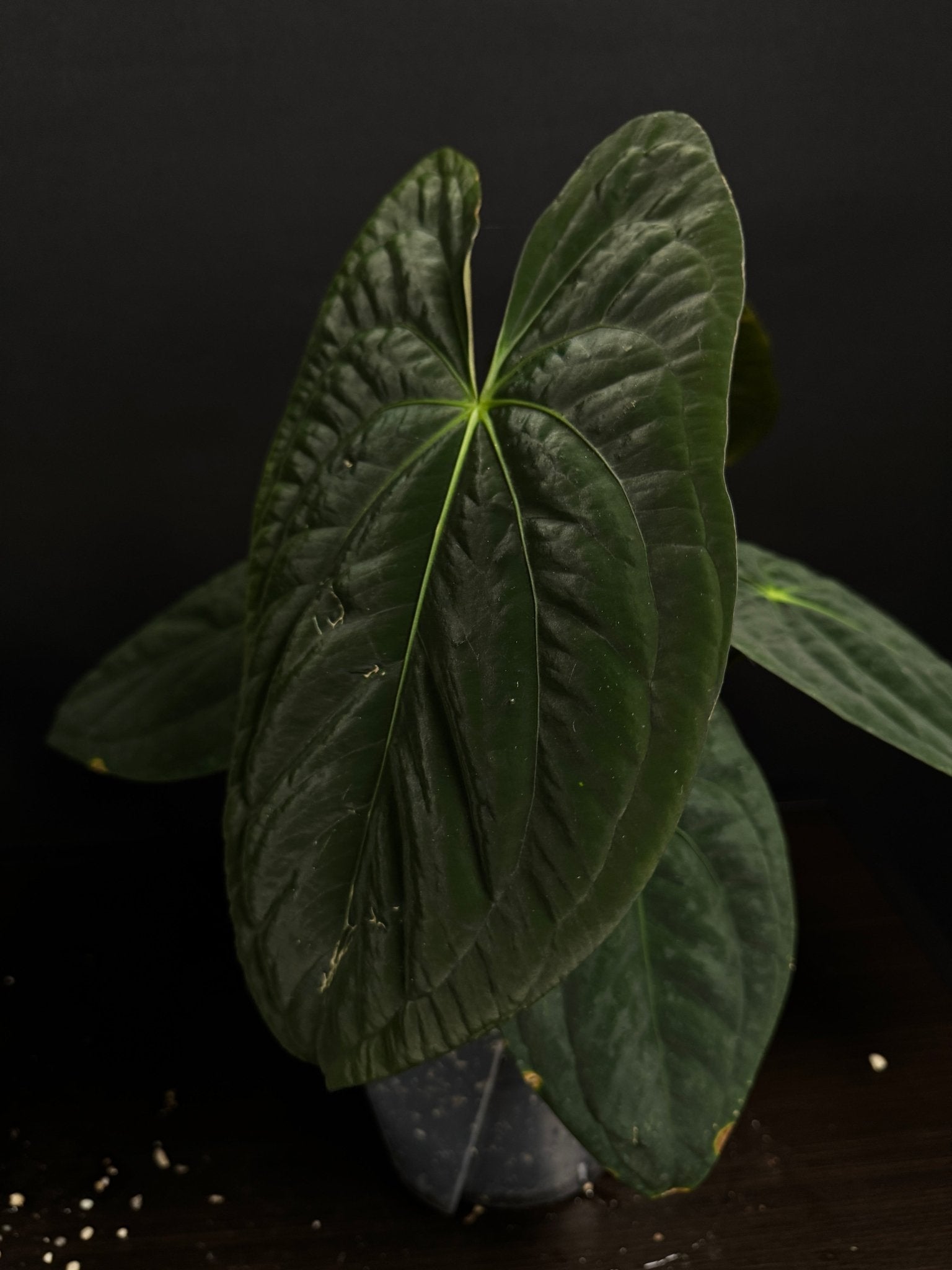 Anthurium Dark Phoenix [2] - SMUKHI