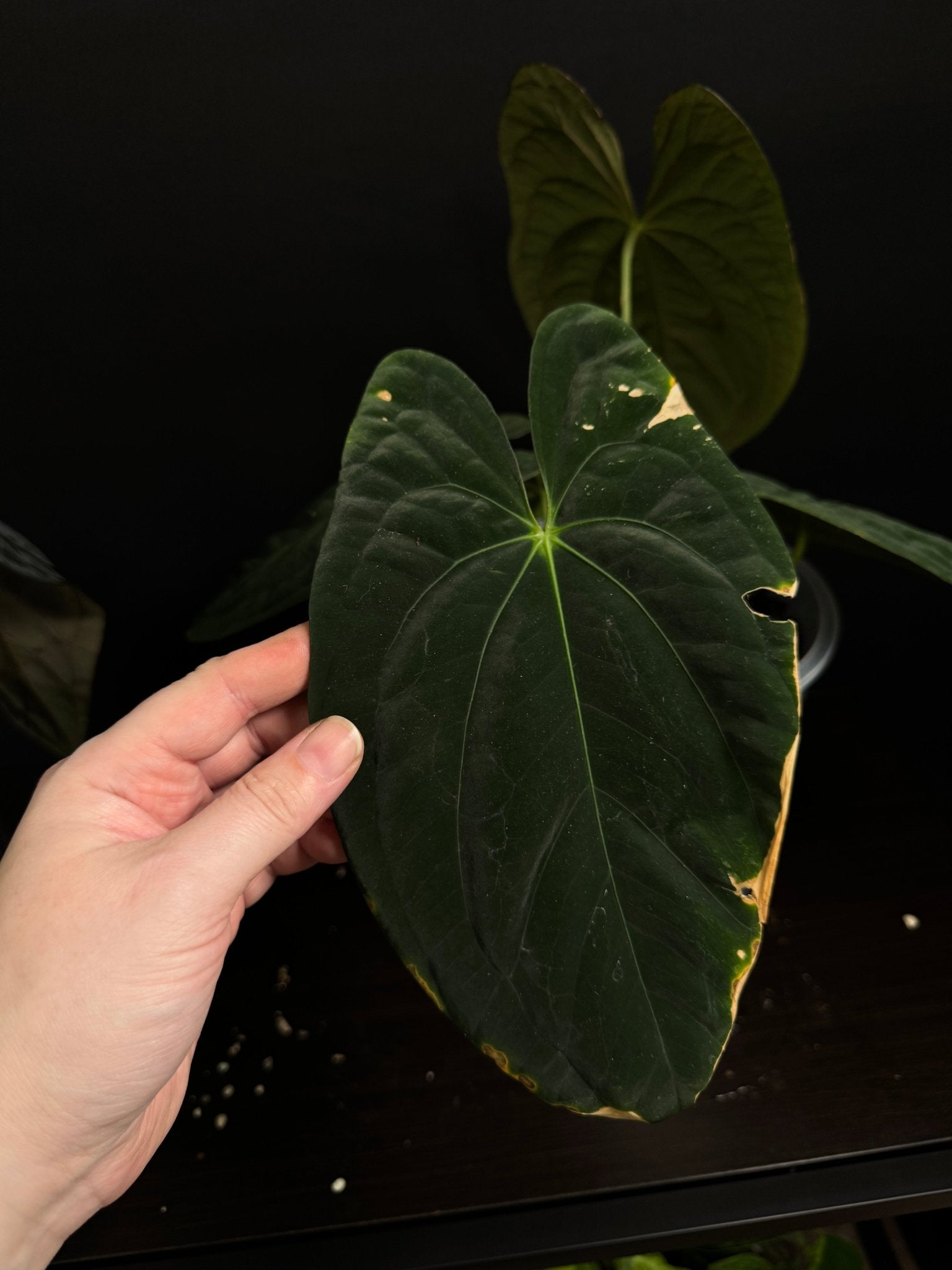 Anthurium Dark Phoenix [2] - SMUKHI