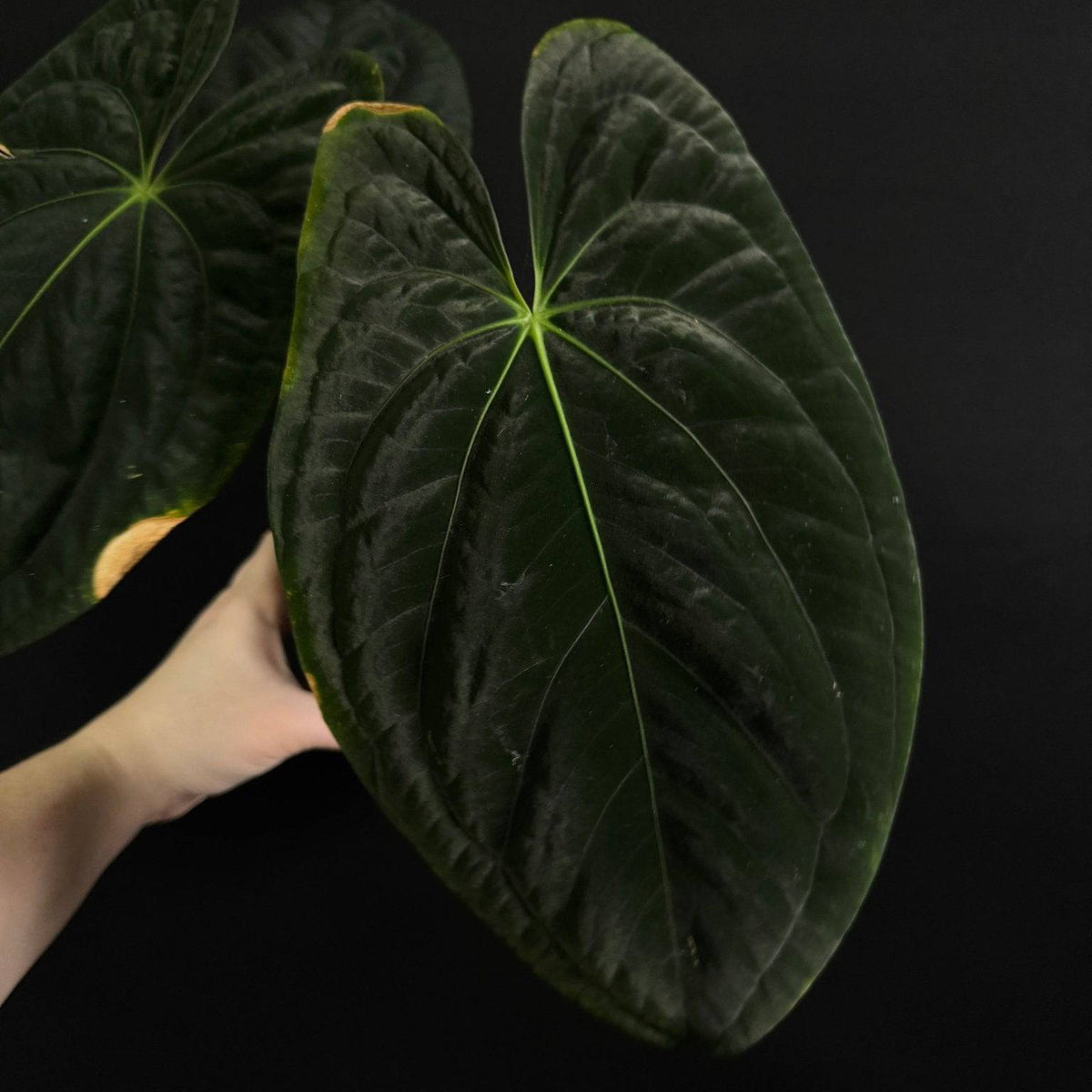 anthurium dark sports NFS: Anthurium Dark Phoenix