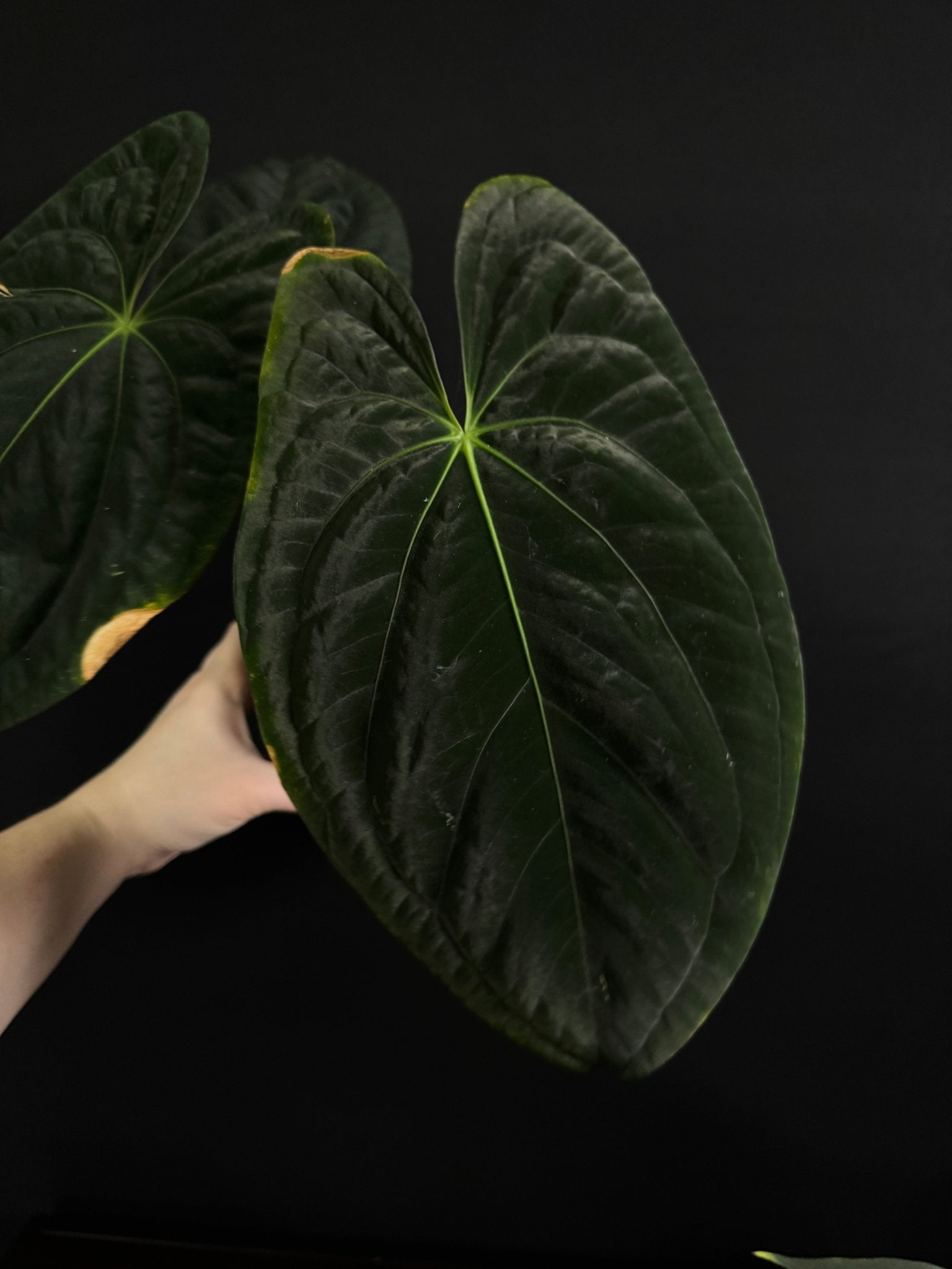 Anthurium Dark Phoenix [3] - SMUKHI