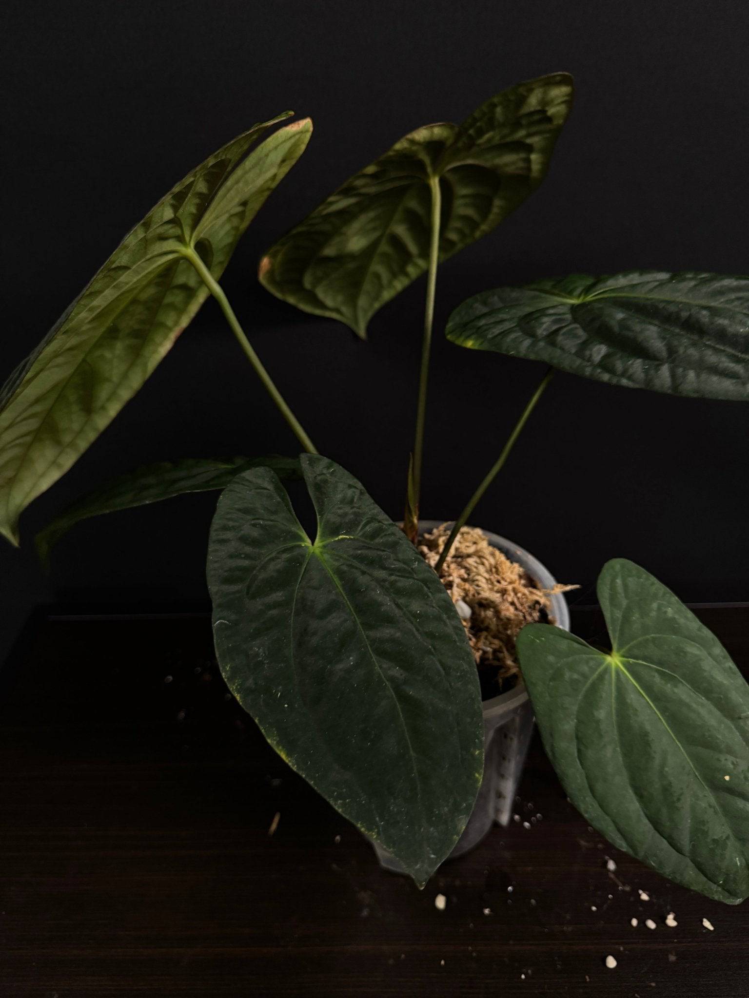 anthurium dark sports NFS: Anthurium Dark Phoenix