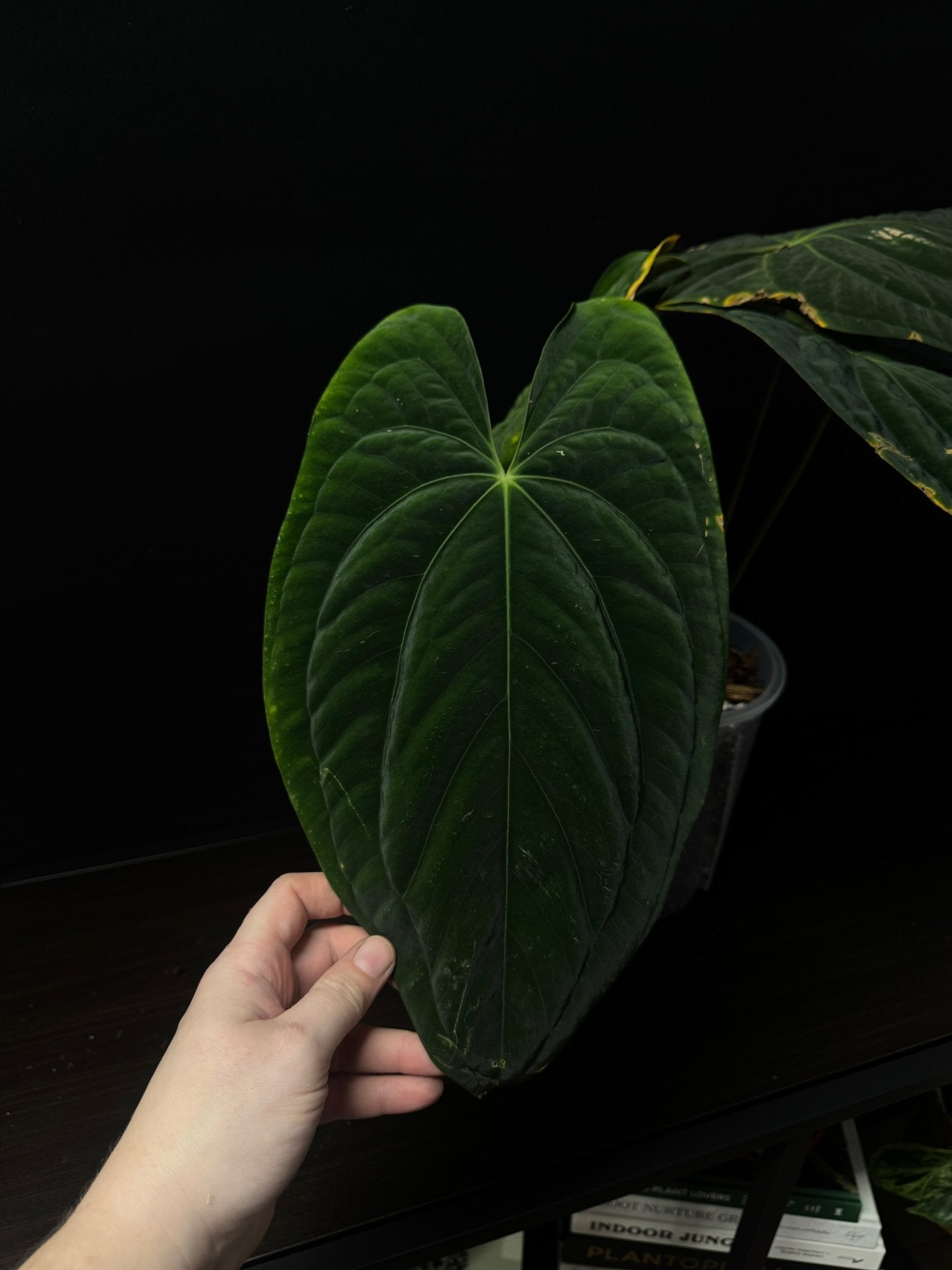 Anthurium Dark Phoenix [5] - SMUKHI