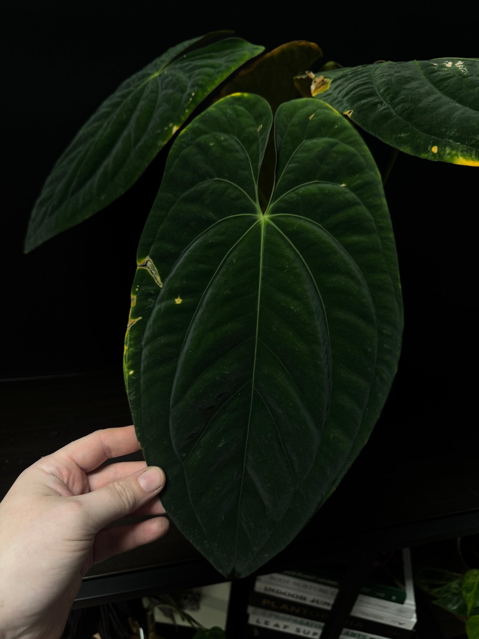 Anthurium Dark Phoenix [5] - SMUKHI