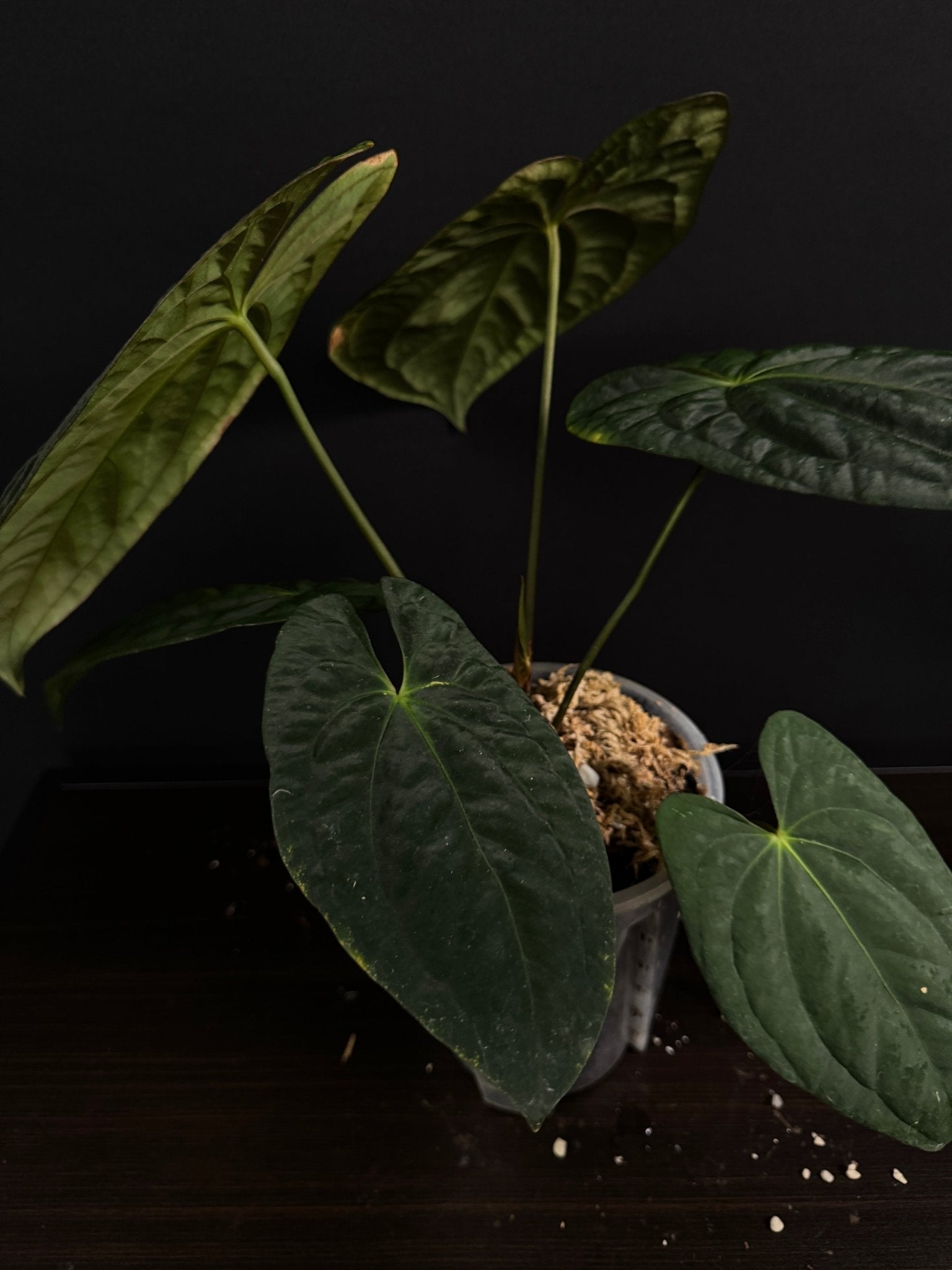 Anthurium Dark Phoenix - Clone - SMUKHI