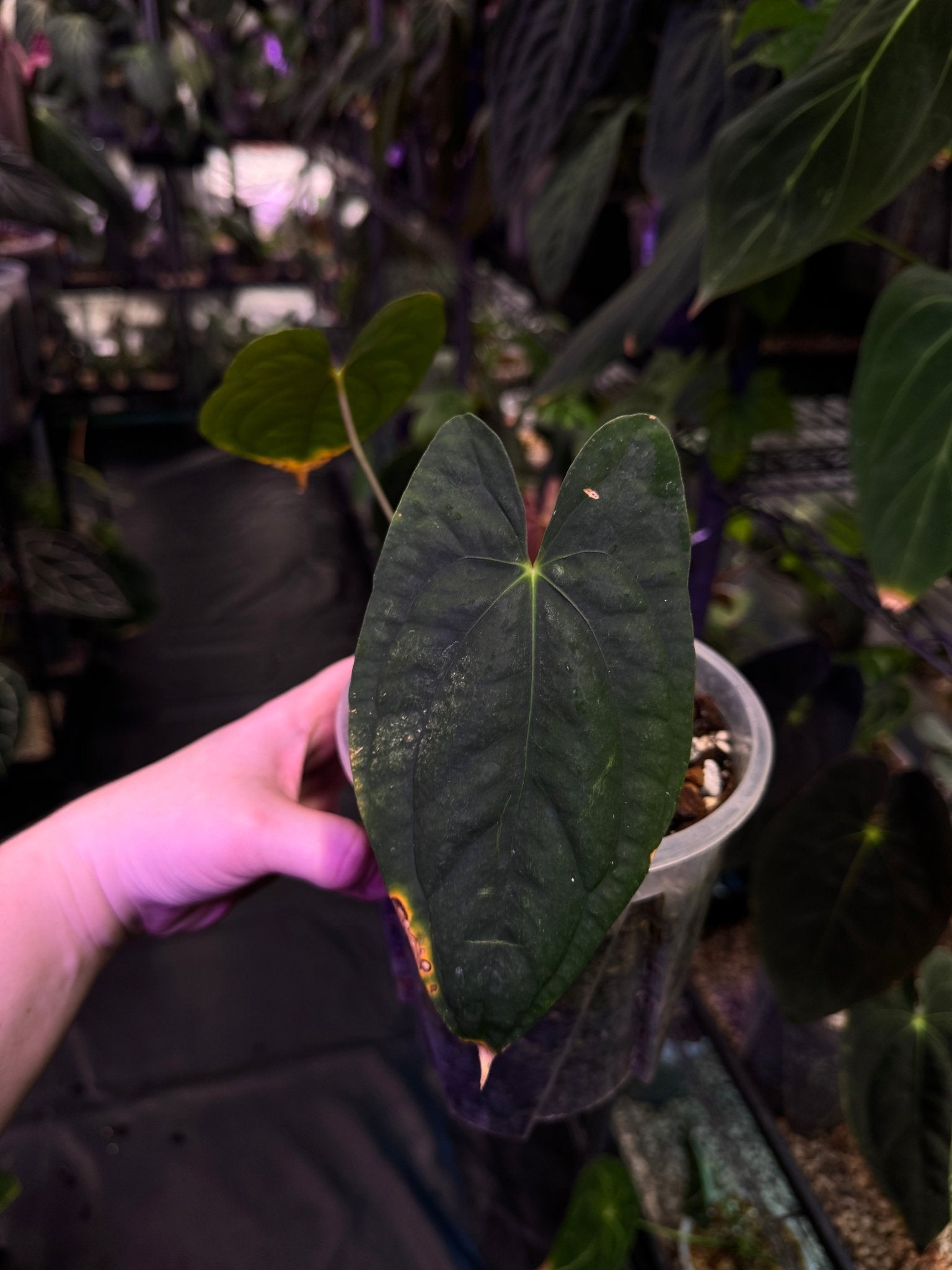 Anthurium Dark Phoenix - SMUKHI