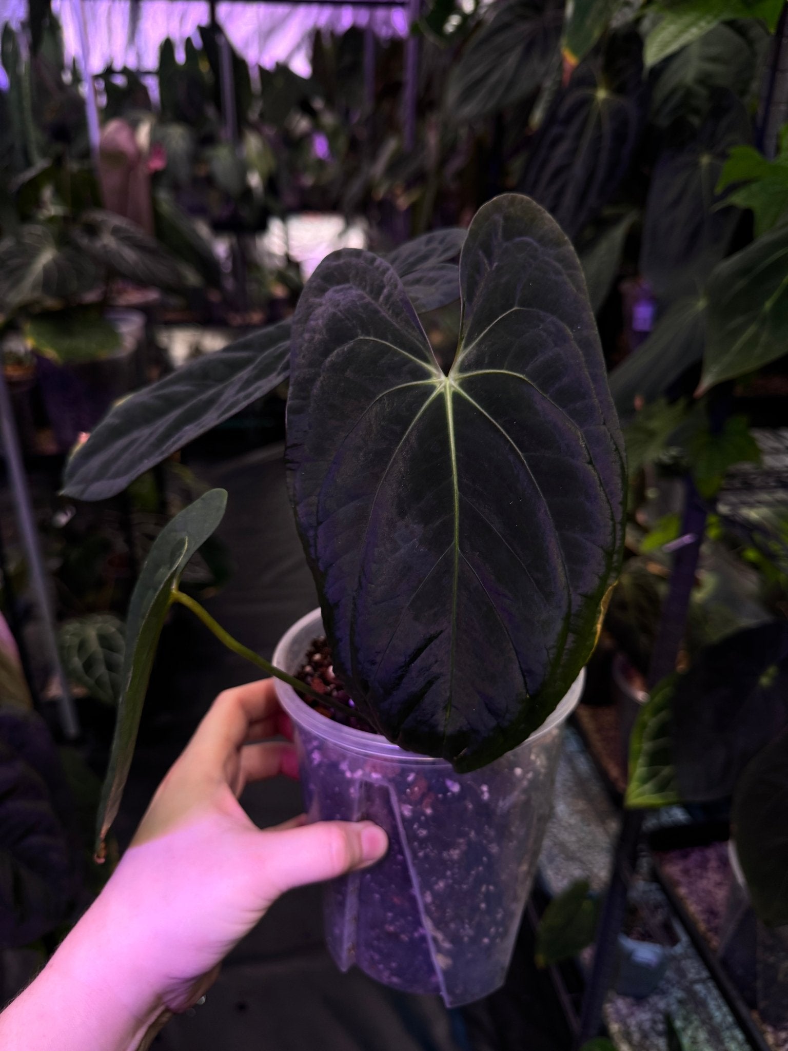 Anthurium Dark Phoenix - SMUKHI