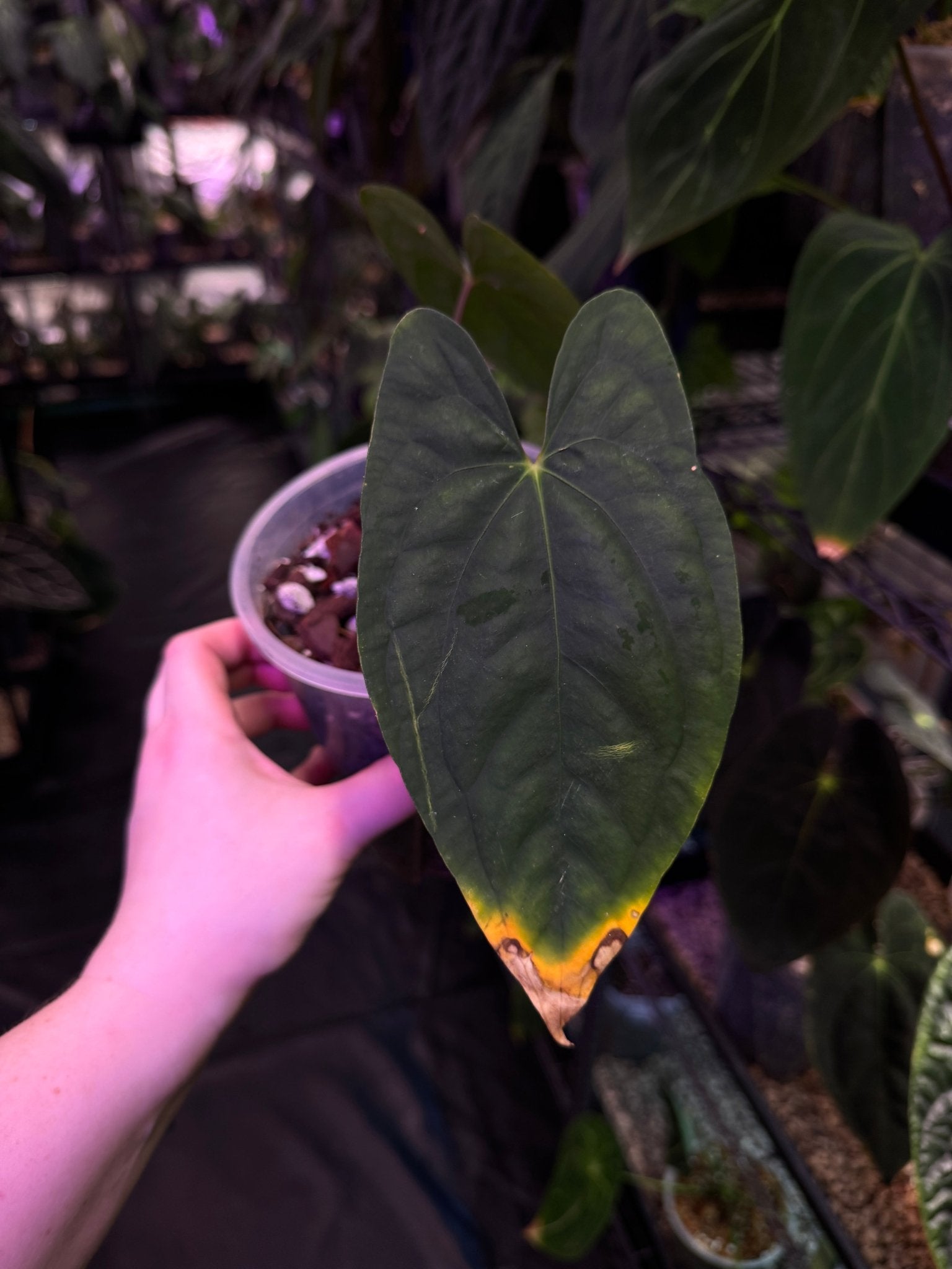 Anthurium Dark Phoenix - SMUKHI