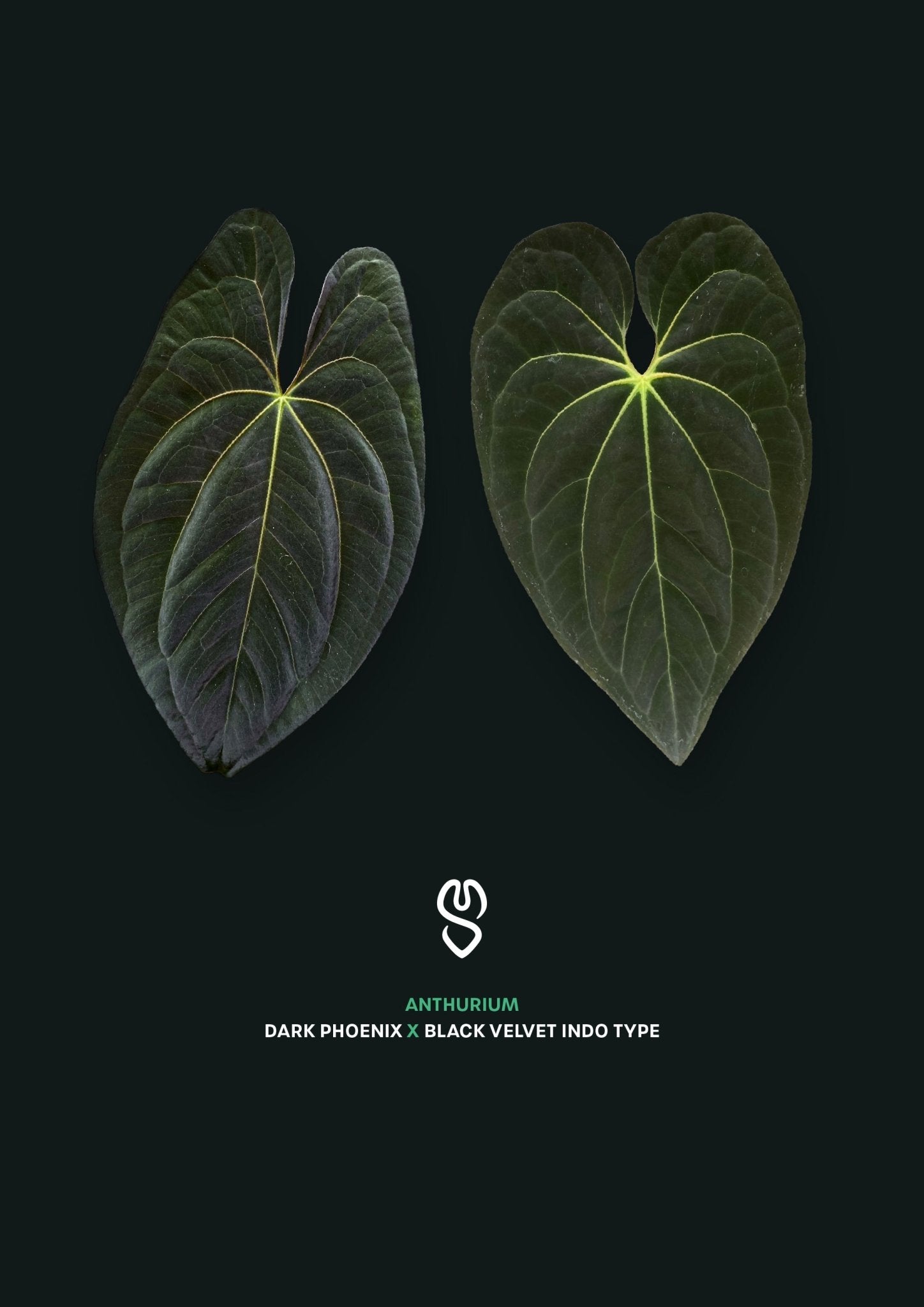 Anthurium Dark Phoenix x BVIT - SMUKHI