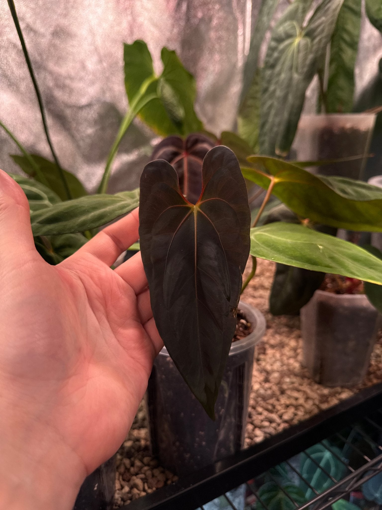 Anthurium Dark Phoenix x Fort Sherman (Clone) - SMUKHI