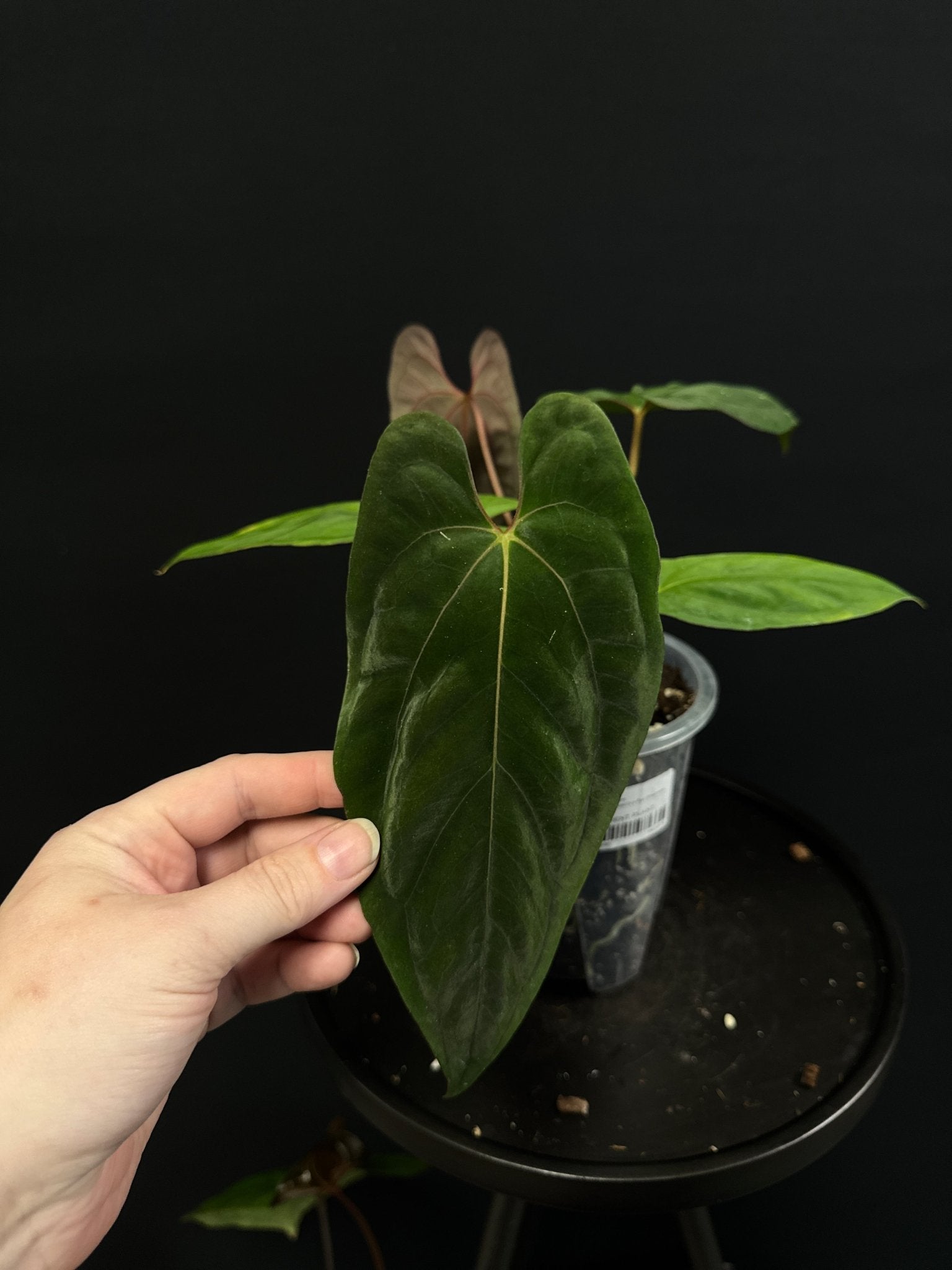 Anthurium Dark Phoenix x Fort Sherman (Clone) - SMUKHI