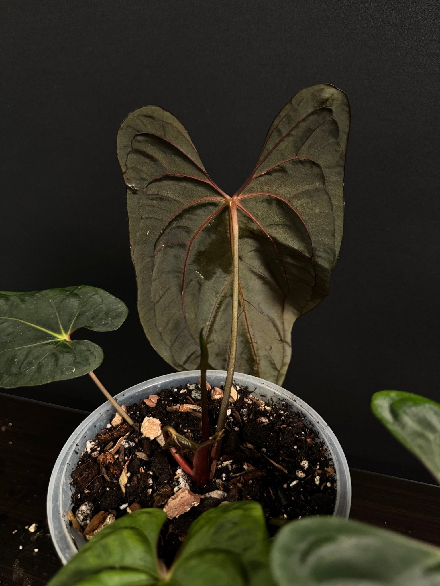 Anthurium Dark Phoenix x Fort Sherman - SMUKHI