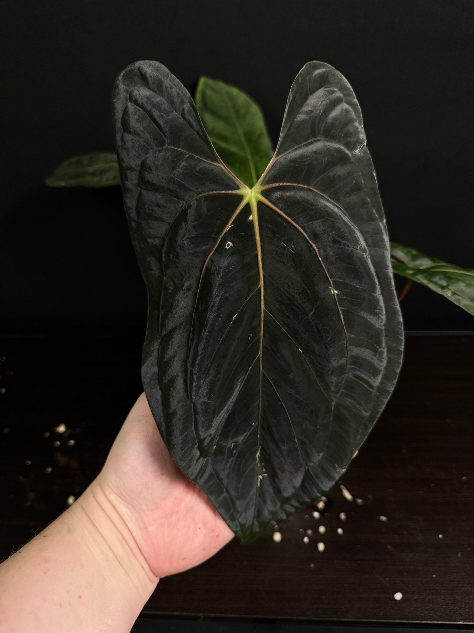 Anthurium Dark Phoenix x Fort Sherman - SMUKHI