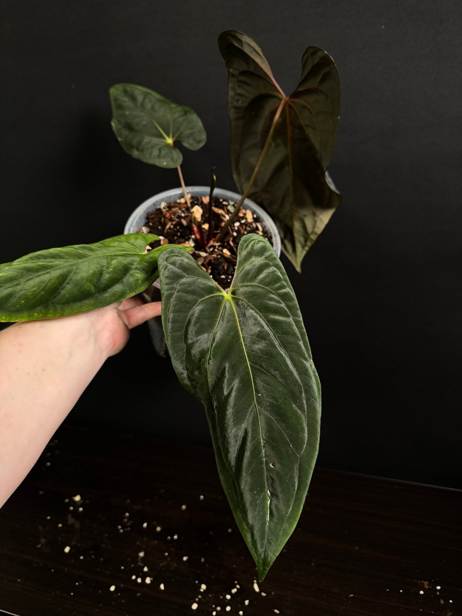 Anthurium Dark Phoenix x Fort Sherman - SMUKHI