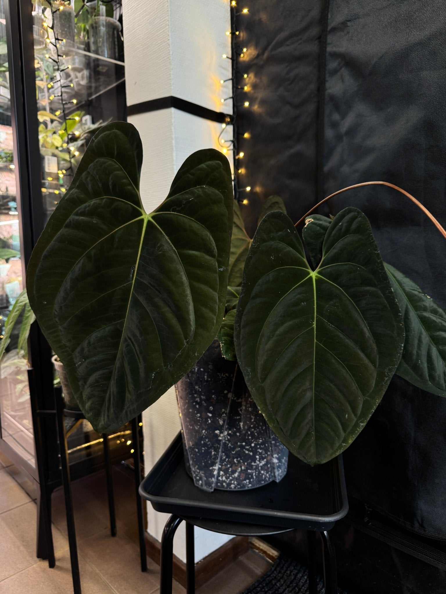 Anthurium Dark Phoenix x Goliath - SMUKHI