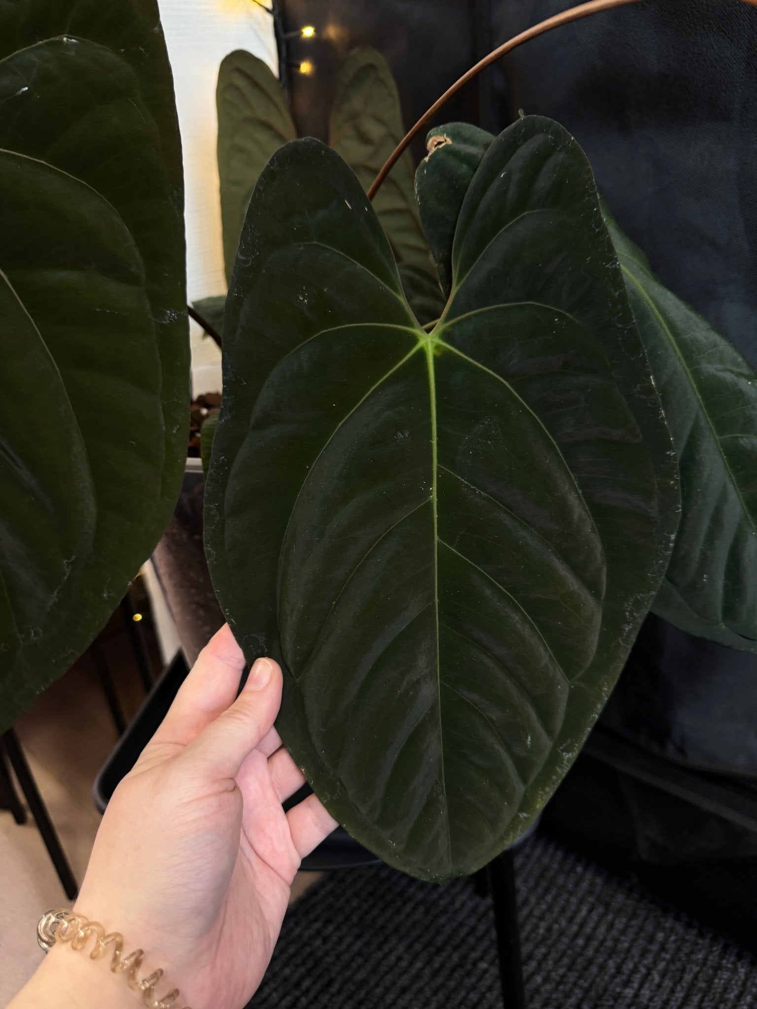 Anthurium Dark Phoenix x Goliath - SMUKHI