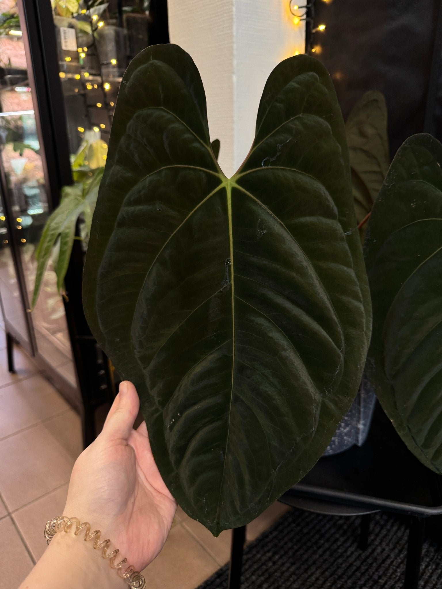 Anthurium Dark Phoenix x Goliath - SMUKHI