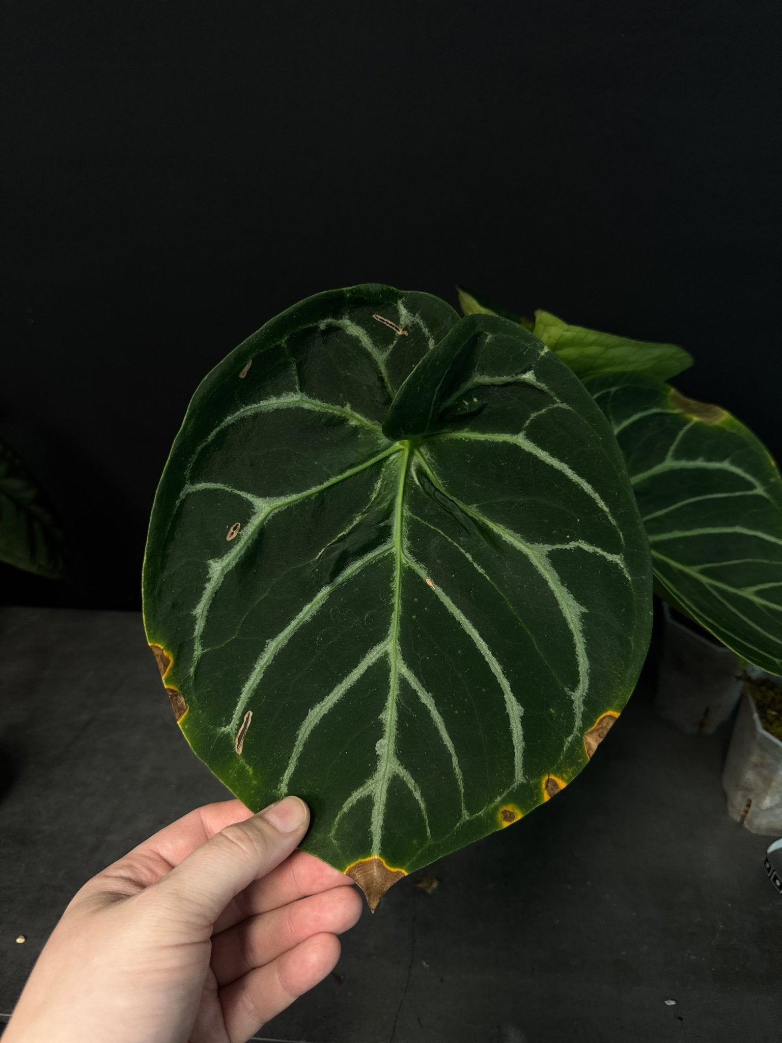 Anthurium Dorayaki x blank - Seedlings - SMUKHI