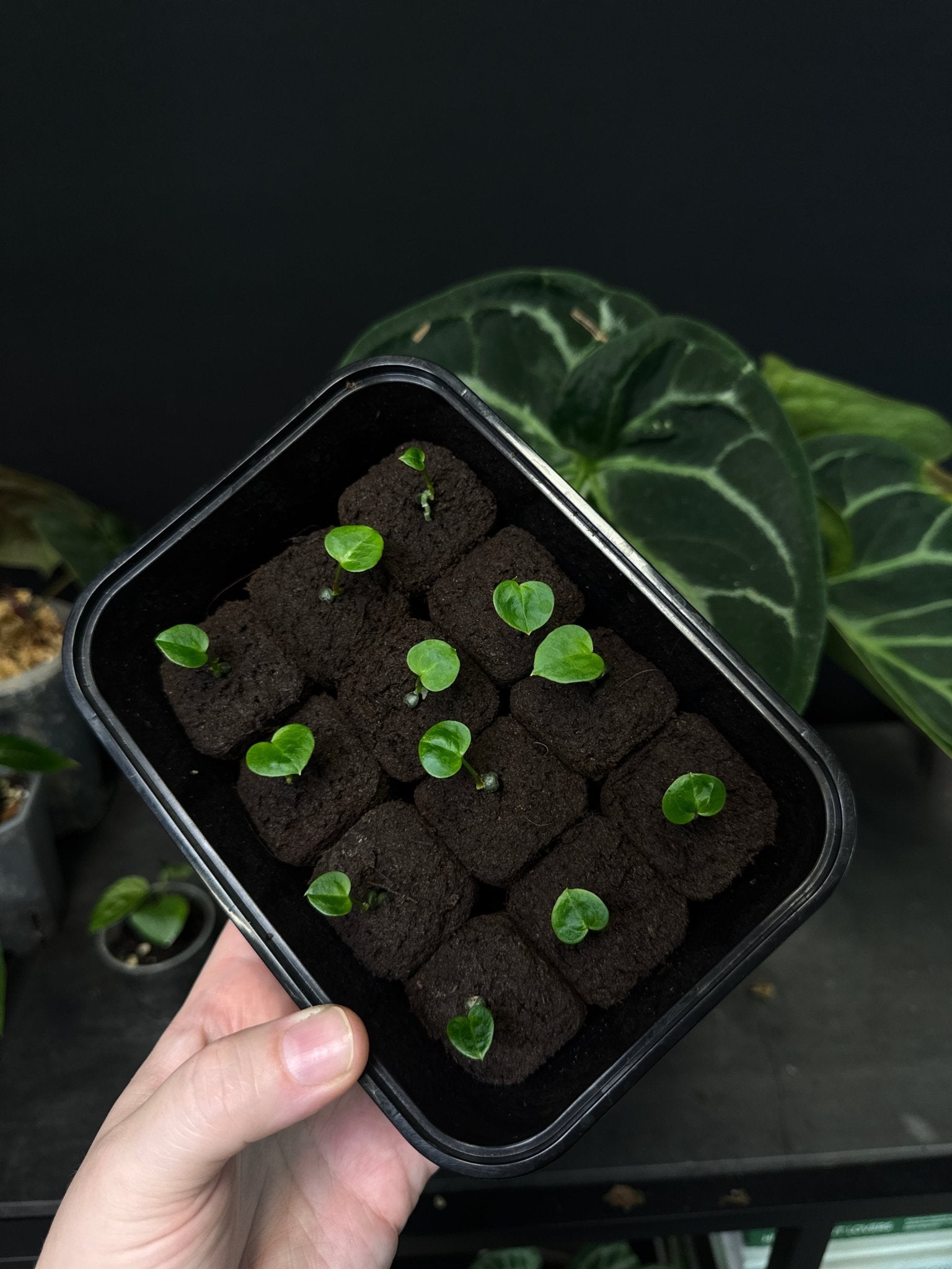 Anthurium Dorayaki x blank - Seedlings - SMUKHI