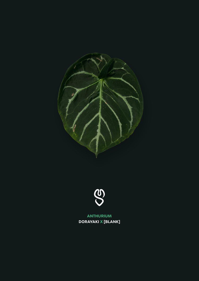 Anthurium Dorayaki x [blank] - SMUKHI