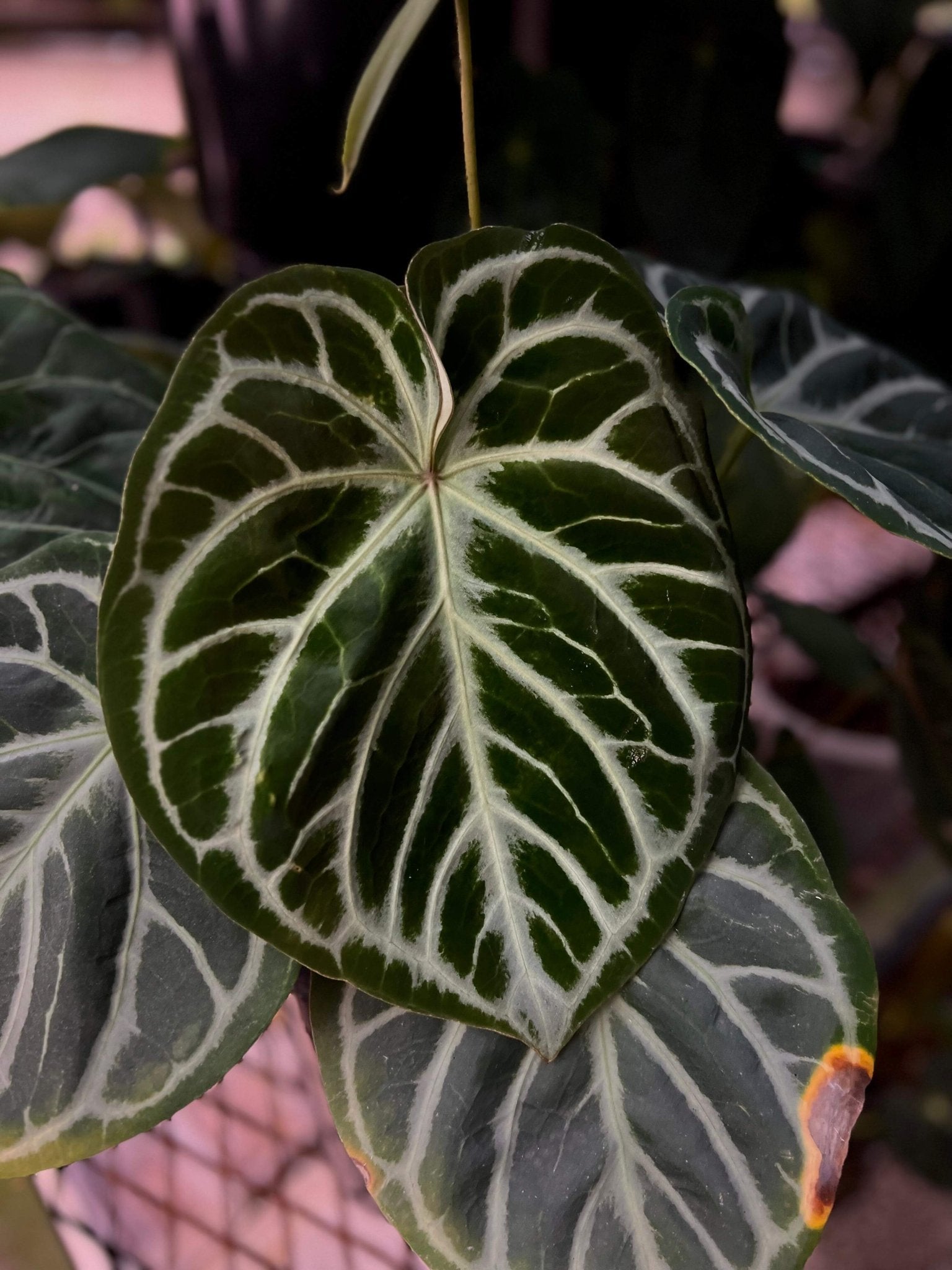 Anthurium Dorayaki x Red Crystallinum (XS) - SMUKHI