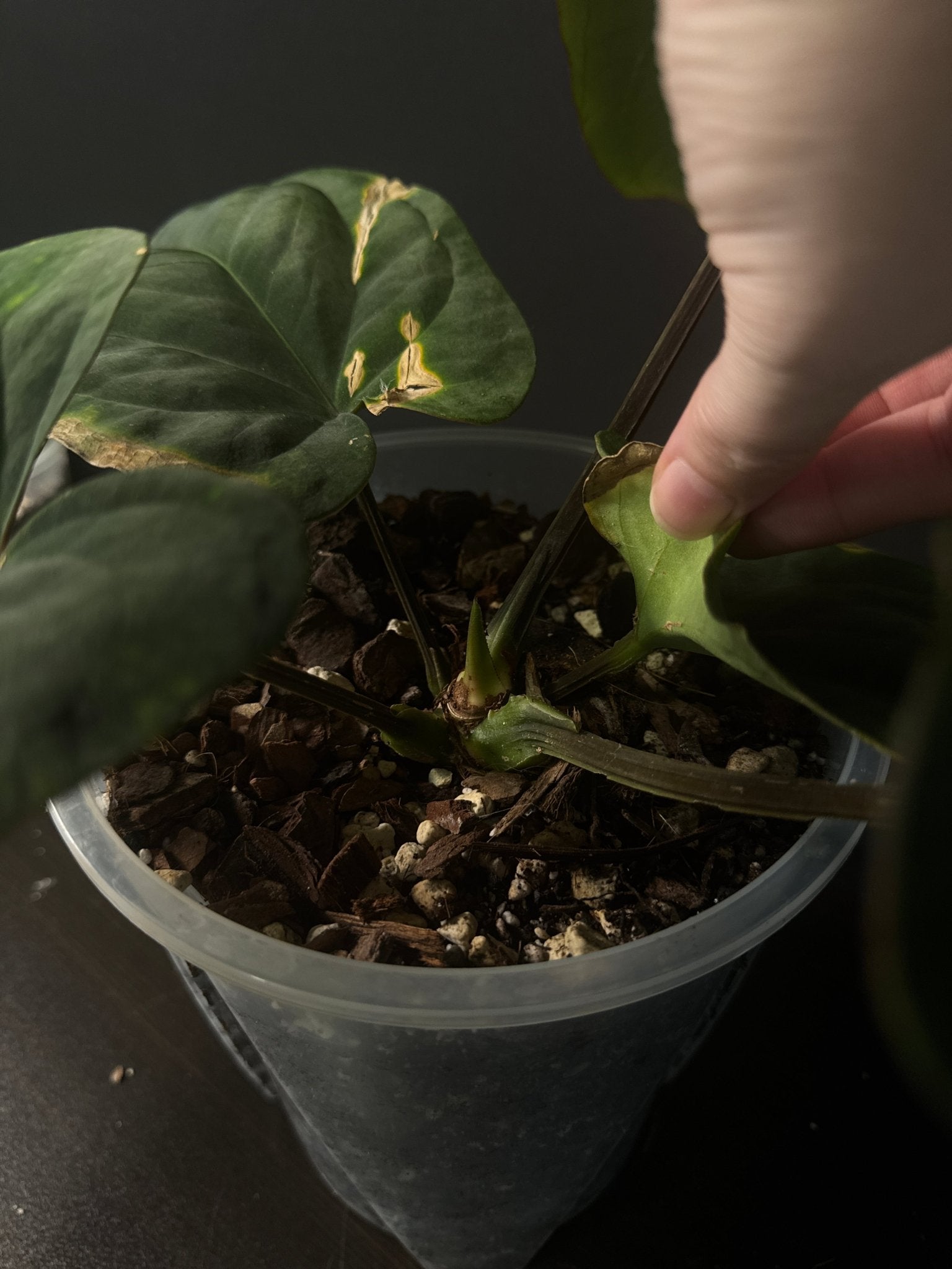 Anthurium Dressleri (Eastern form) - SMUKHI