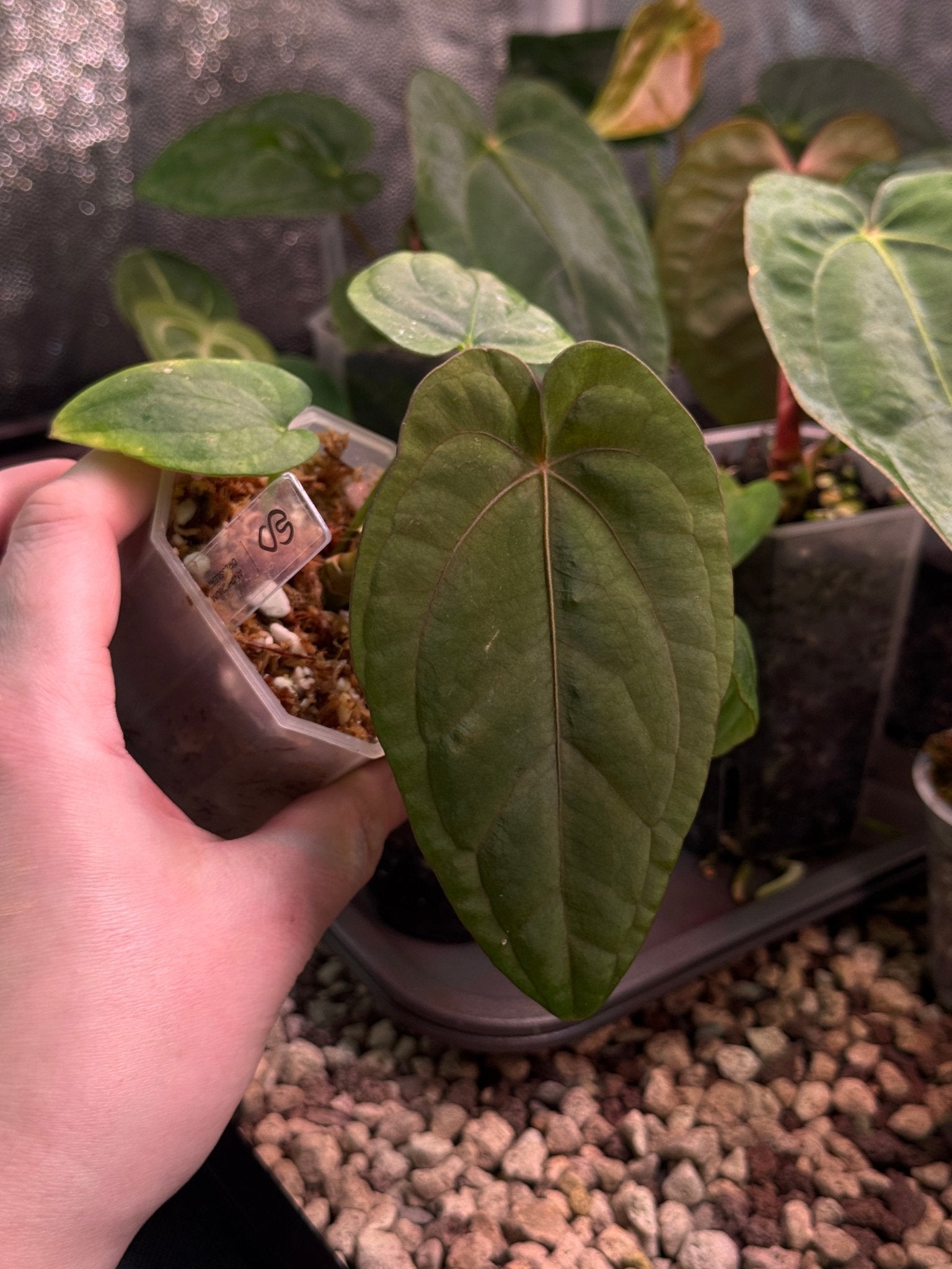 Anthurium Dressleri RG #2 S1 - SMUKHI