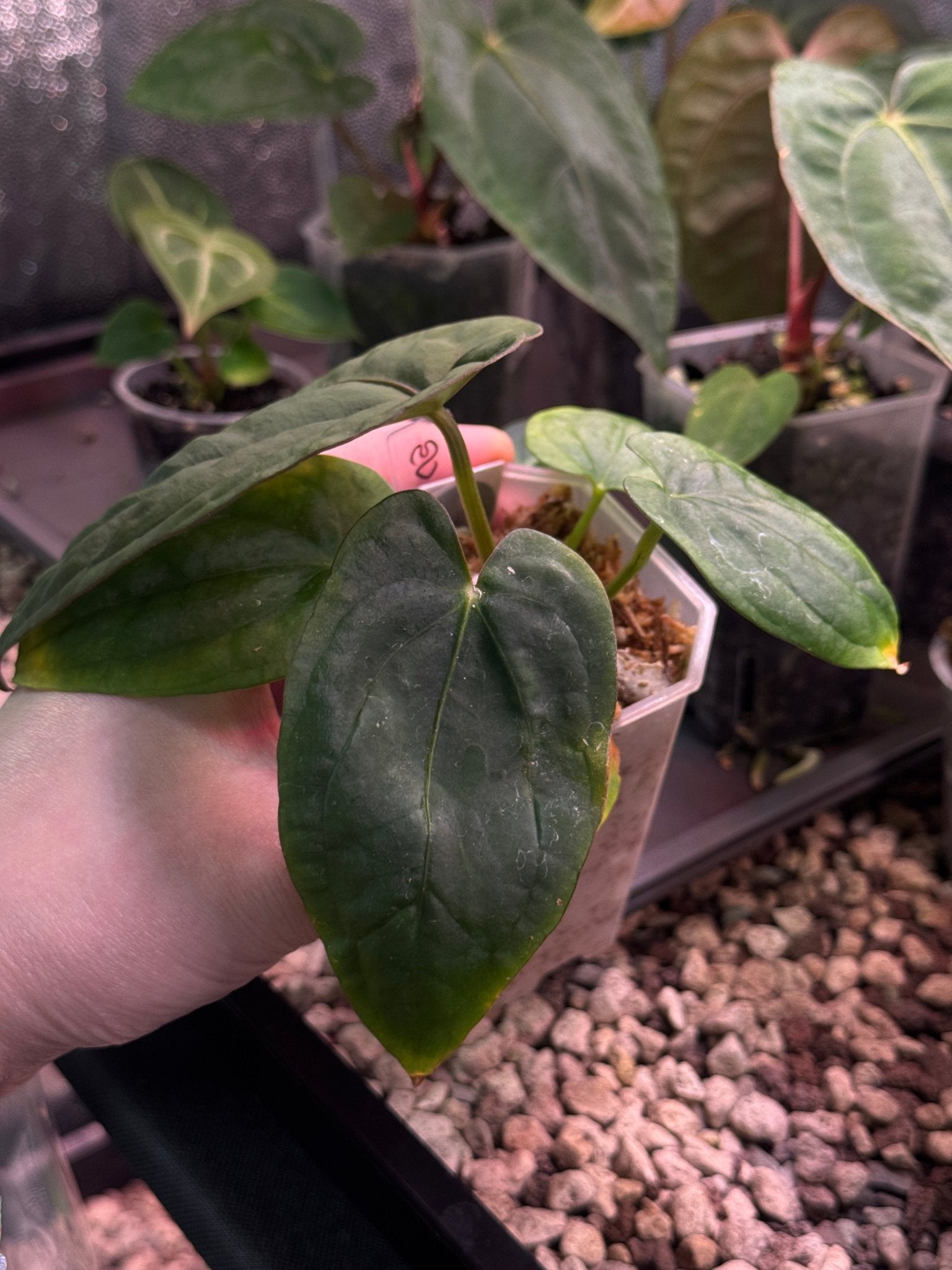 Anthurium Dressleri RG #2 S1 - SMUKHI