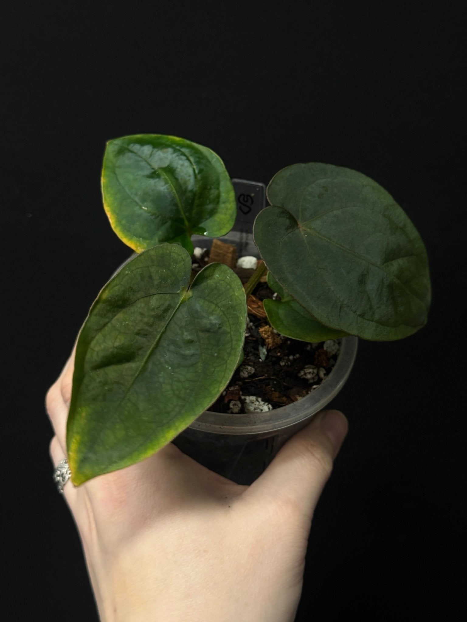 Anthurium Dressleri RG #2 x self - SMUKHI