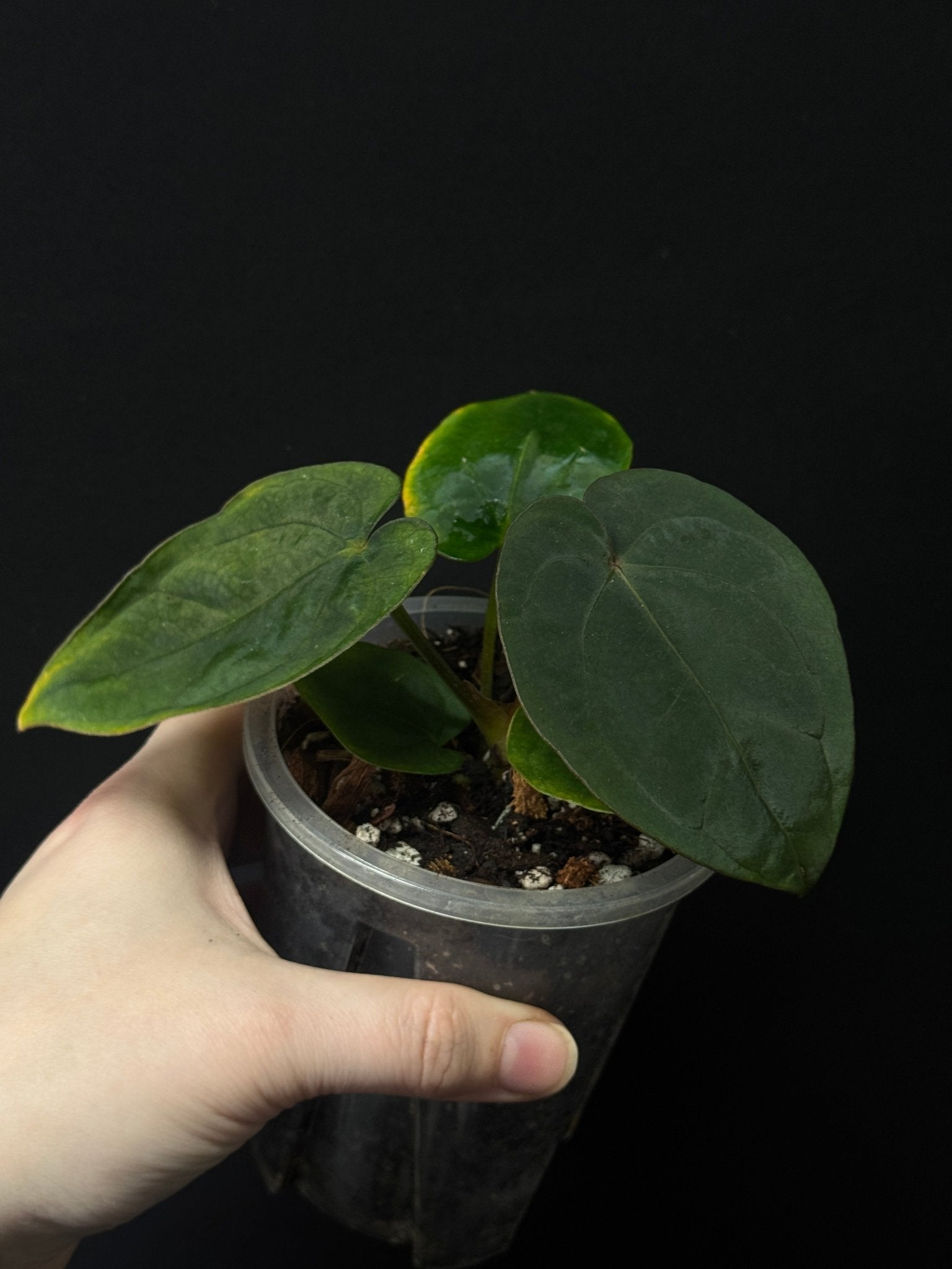 Anthurium Dressleri RG #2 x self - SMUKHI