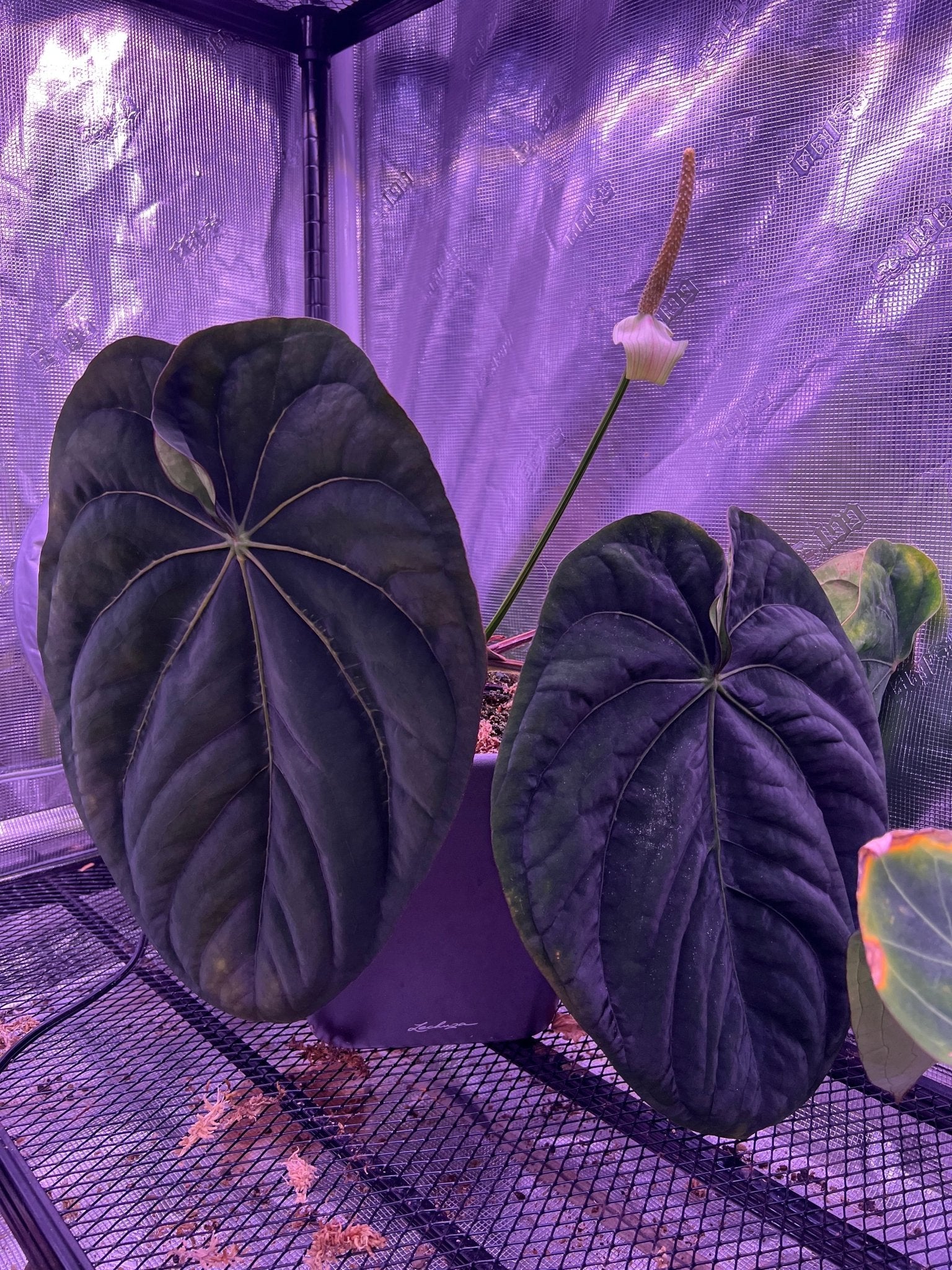 Anthurium Dressleri RG #2 x self - SMUKHI