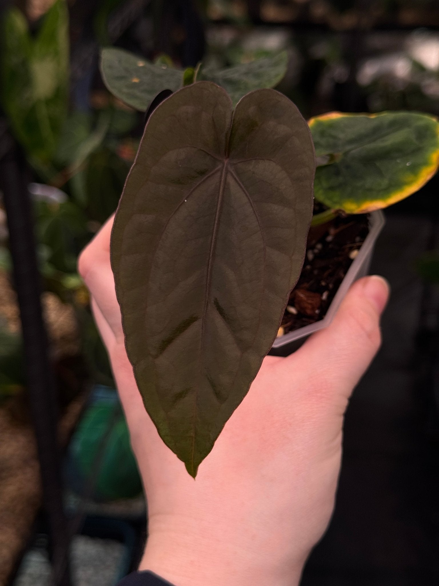 Anthurium Dressleri RG F2 x ‘Windy’ - SMUKHI