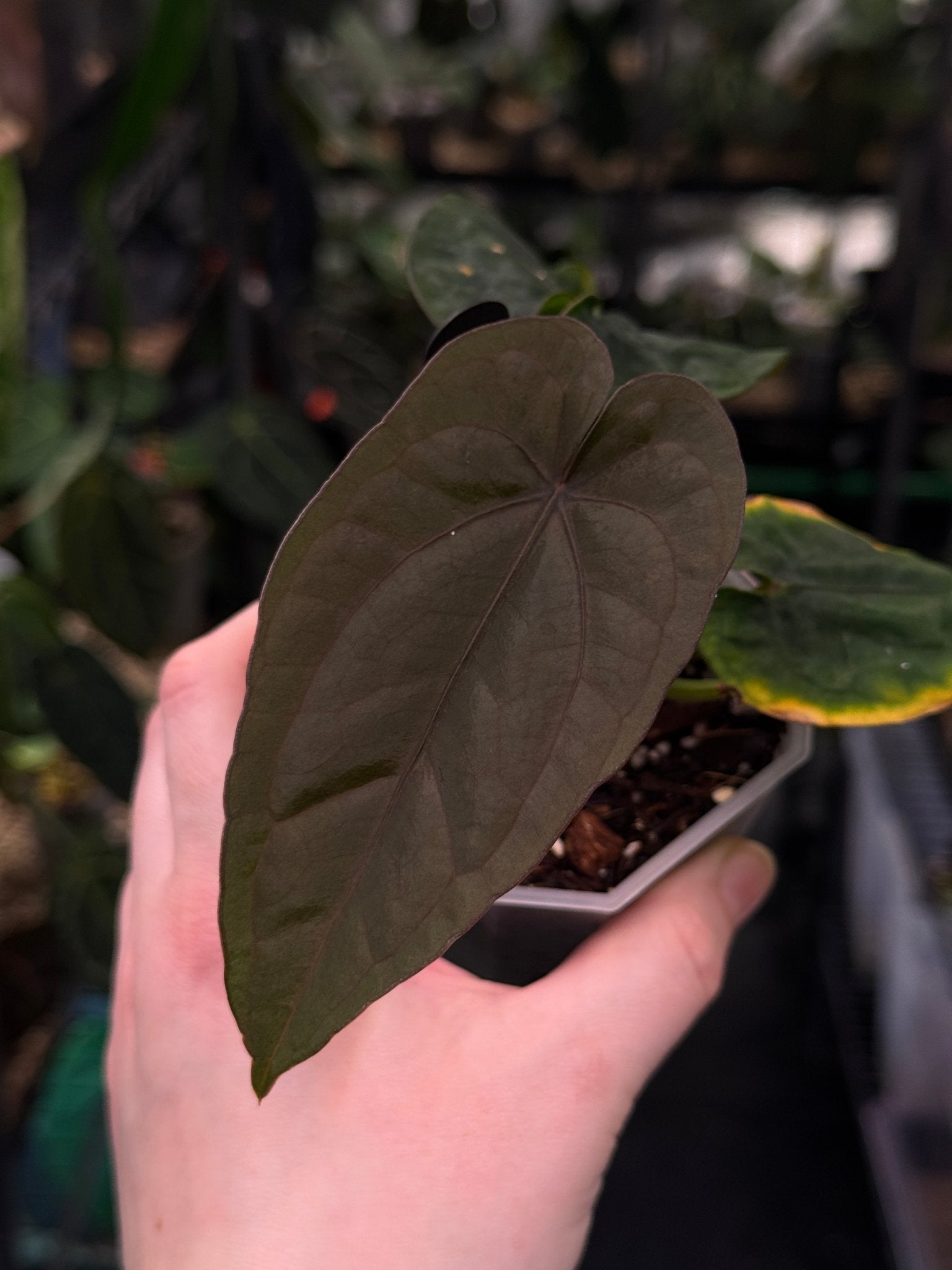 Anthurium Dressleri RG F2 x ‘Windy’ - SMUKHI