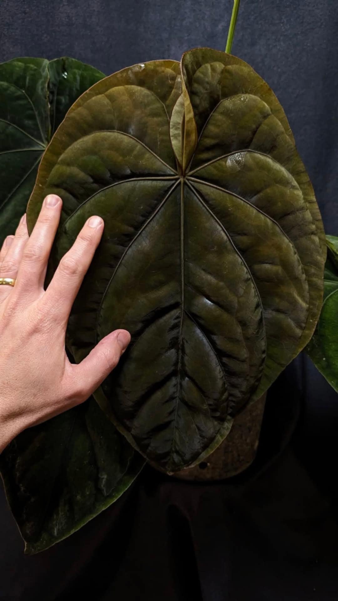 Anthurium Dressleri RG F2 x ‘Windy’ - SMUKHI