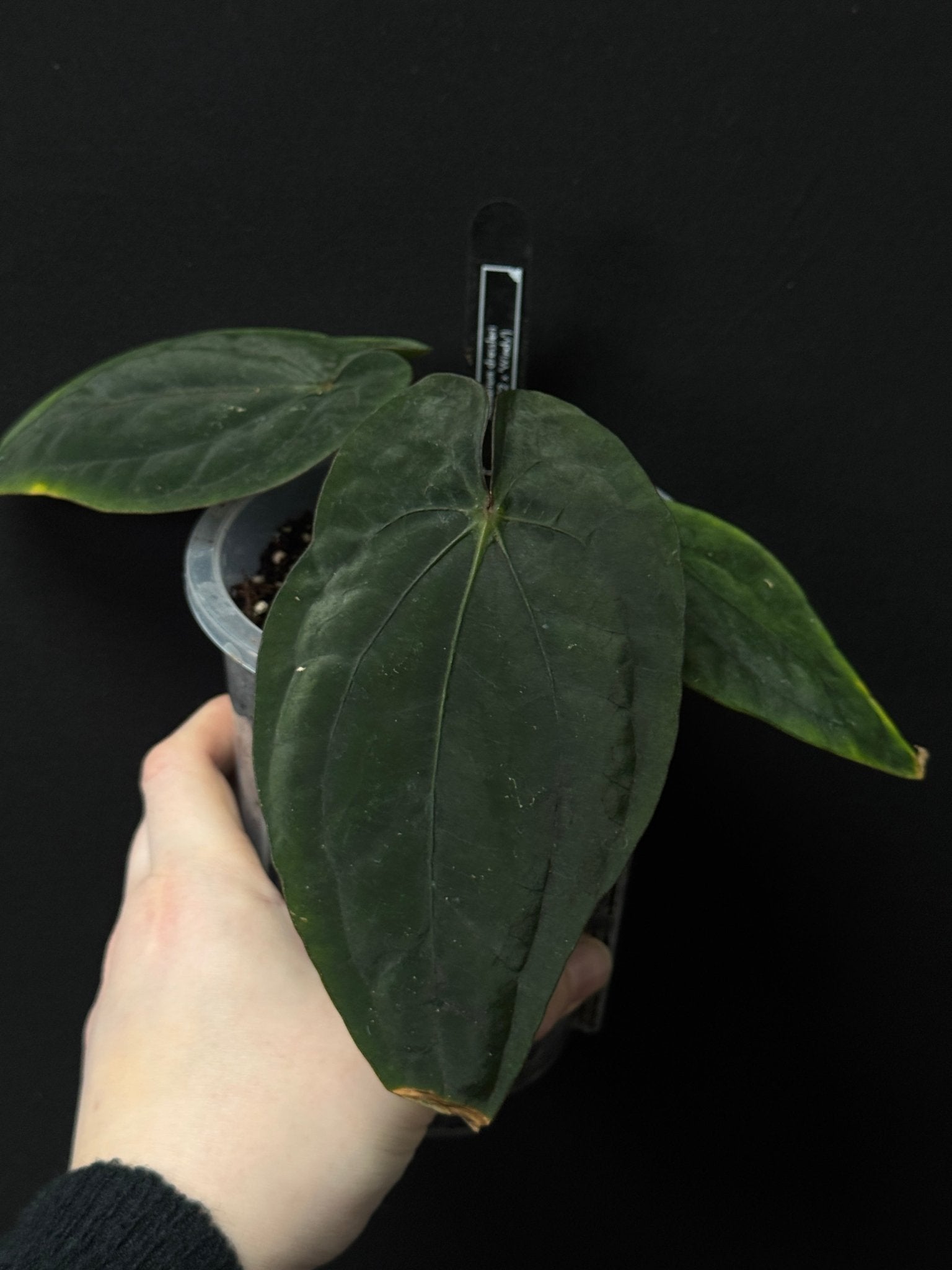 Anthurium Dressleri RG F2 x ‘Windy’ - SMUKHI