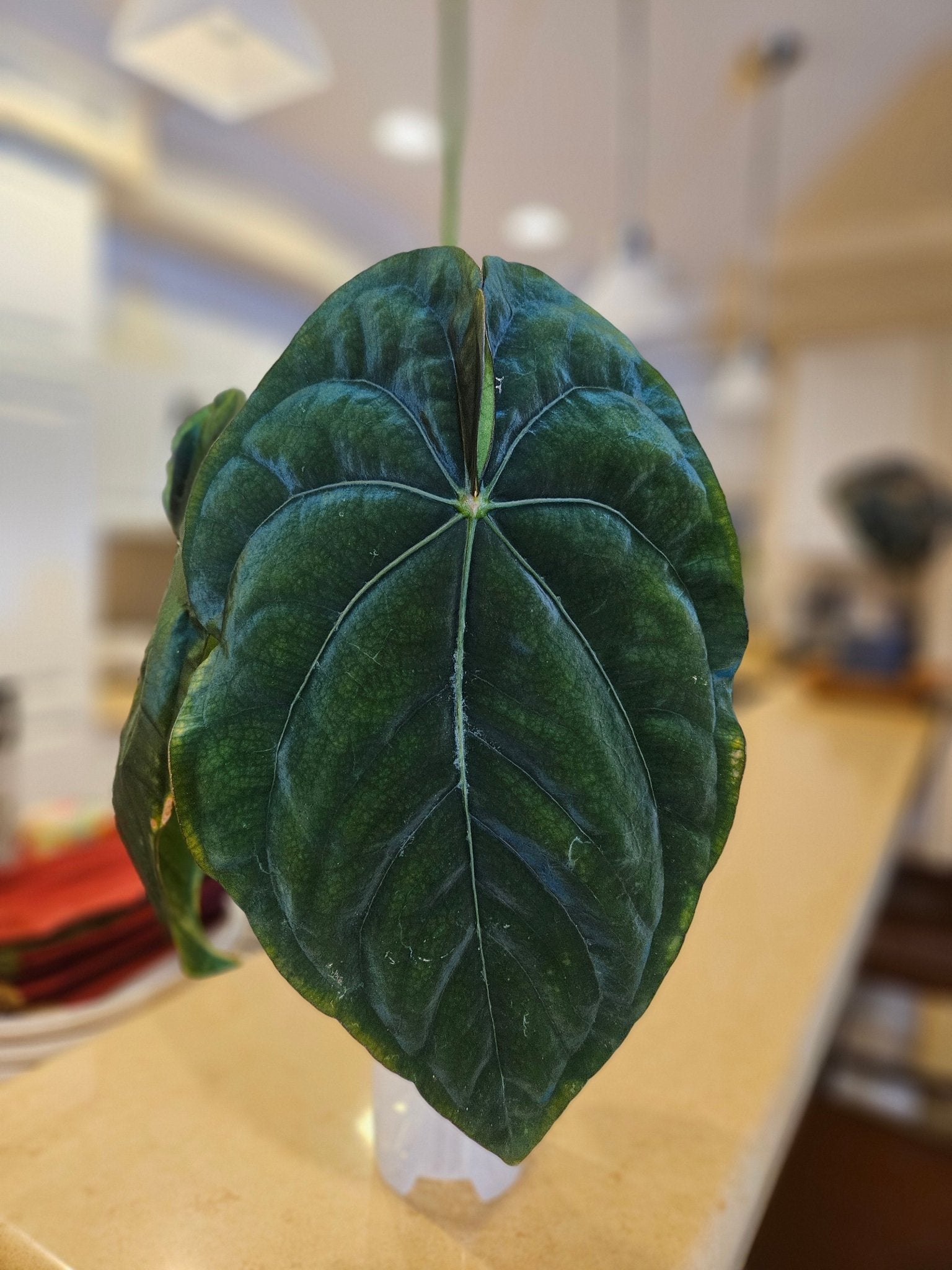 Anthurium Dressleri RG F3 (JV) x self - Seedlings - SMUKHI