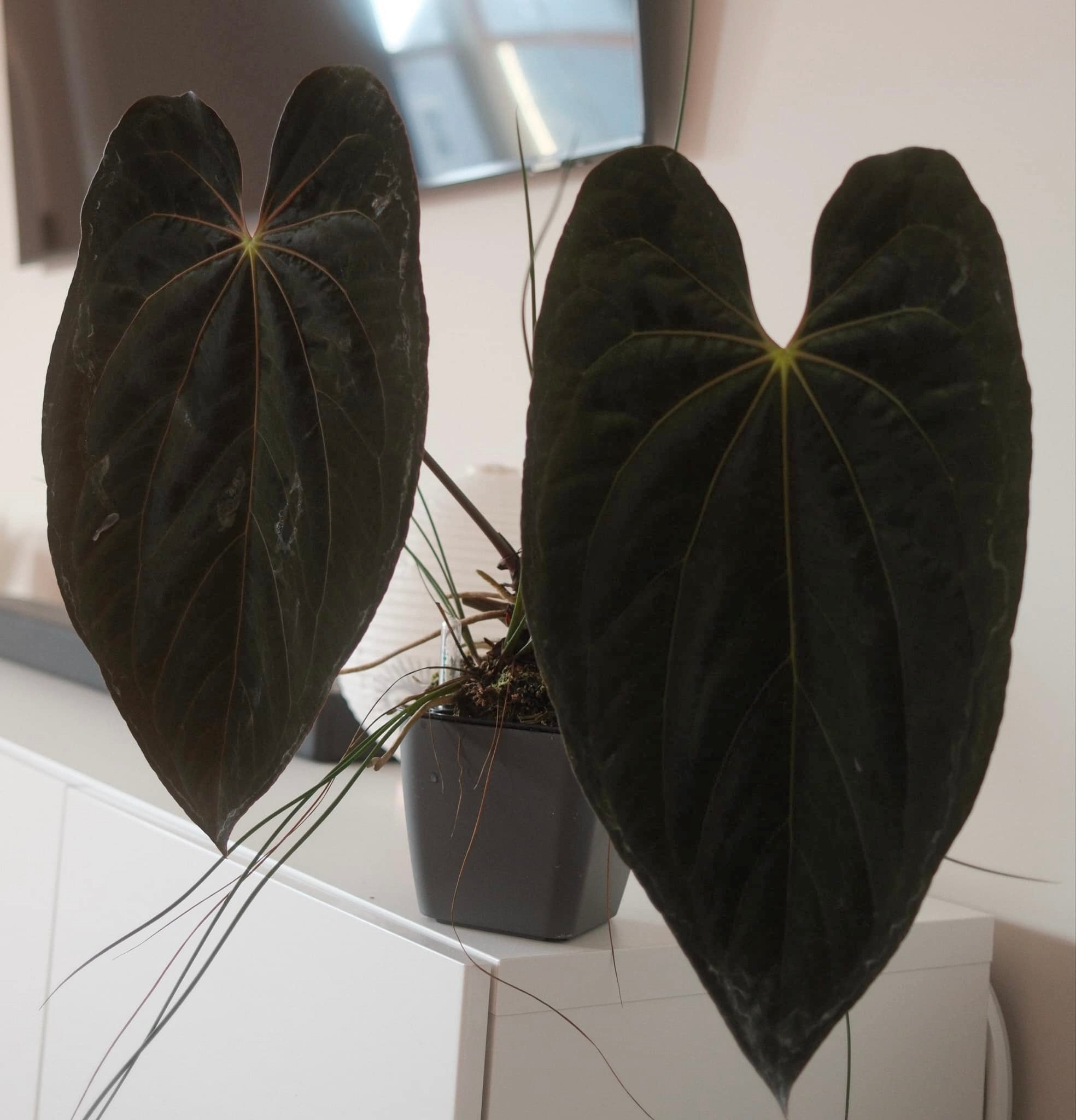 Anthurium Dressleri x XOne - SMUKHI