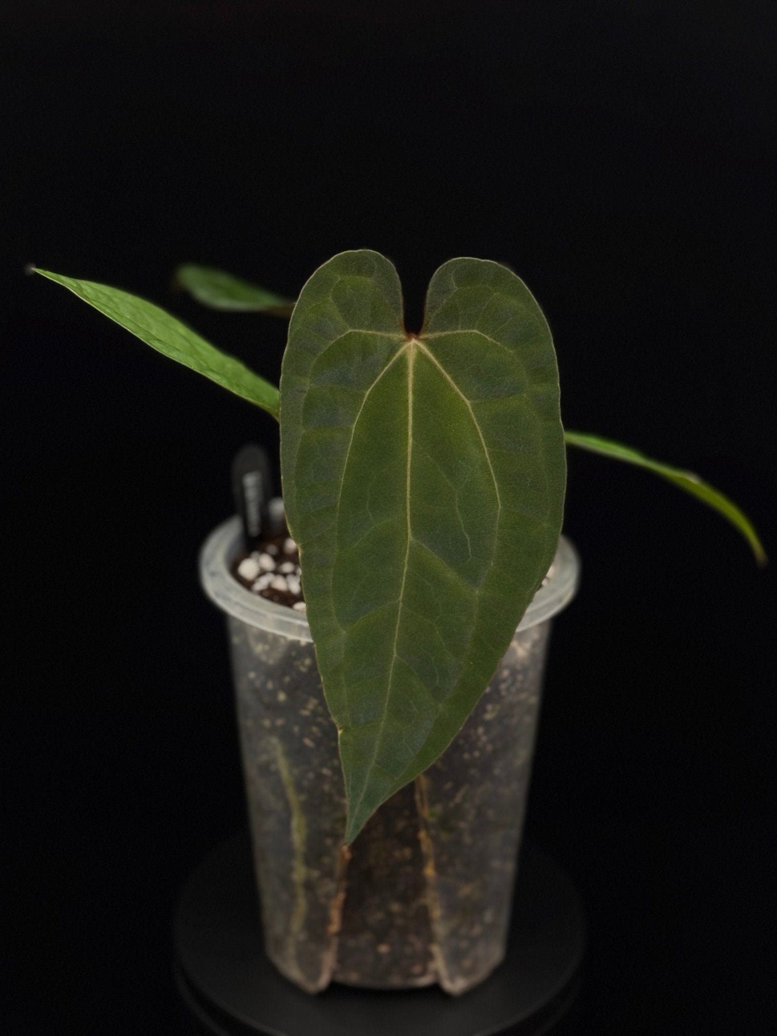 Anthurium Fort Sherman x Ace Of Spades (Kunzo) - Clone - SMUKHI