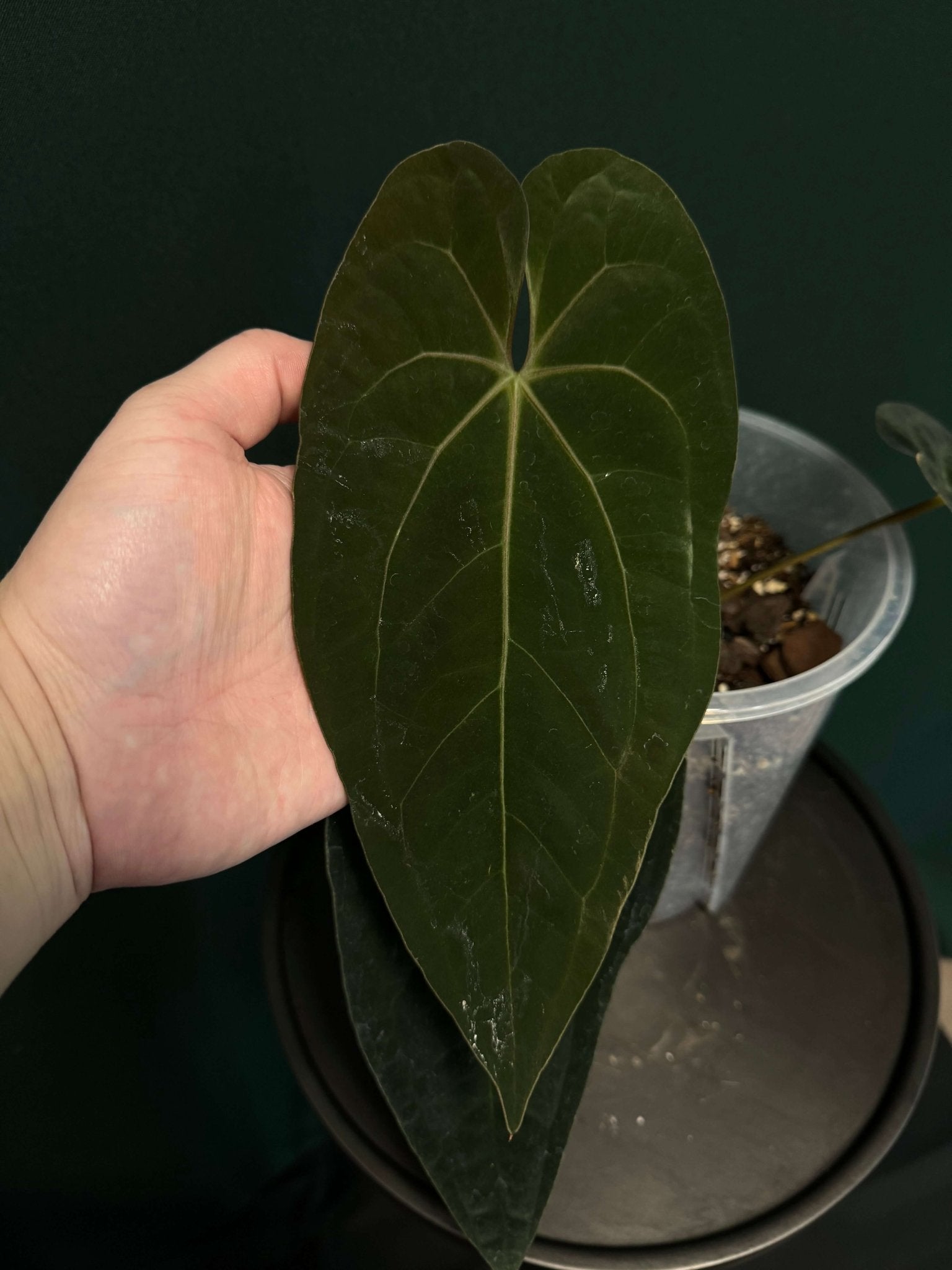 Anthurium Fort Sherman x Ace Of Spades (Kunzo) - Clone - SMUKHI