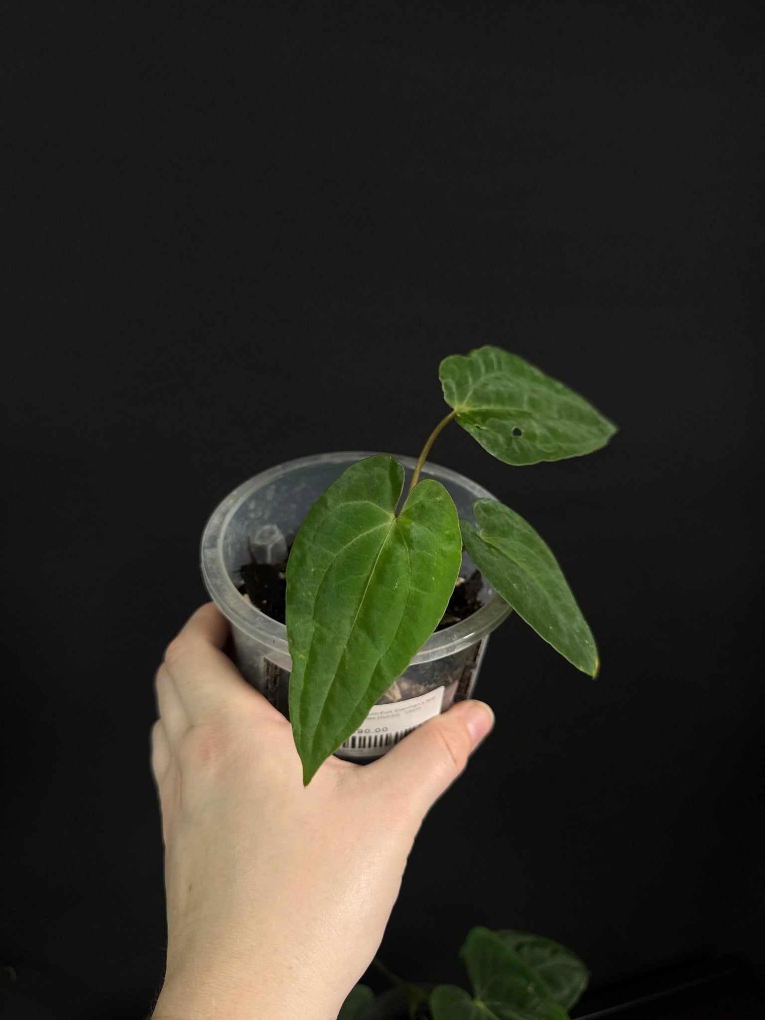 Anthurium Fort Sherman x Ace Of Spades (Kunzo) - Clone - SMUKHI