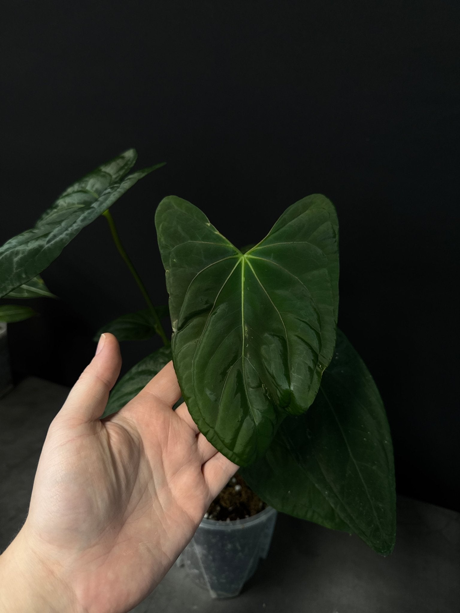 Anthurium Fort Sherman x Dark Phoenix - SMUKHI