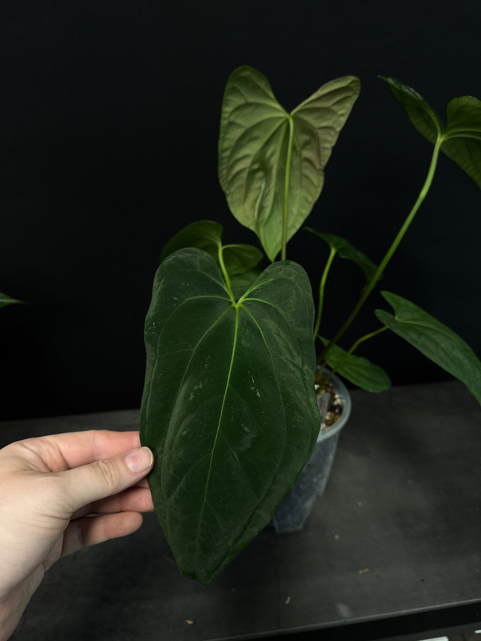 Anthurium Fort Sherman x Dark Phoenix - SMUKHI