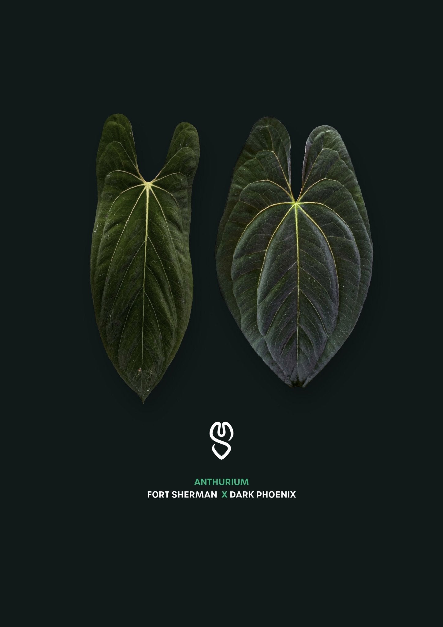 Anthurium Fort Sherman x Dark Phoenix - SMUKHI