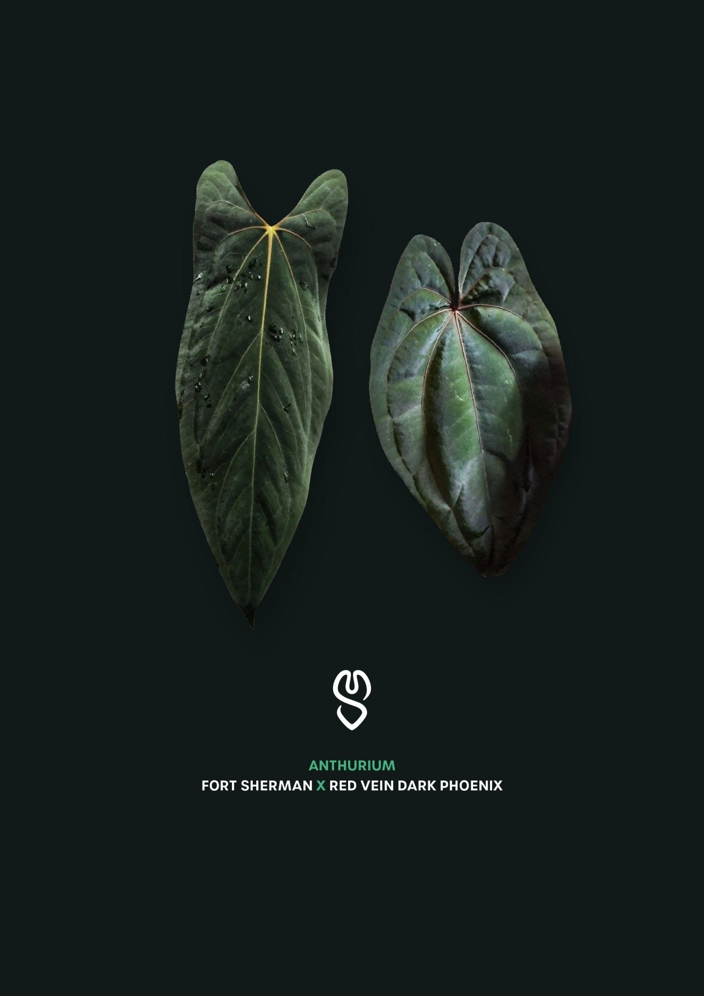 Anthurium Fort Sherman x Red Vein Dark Phoenix #2 - SMUKHI