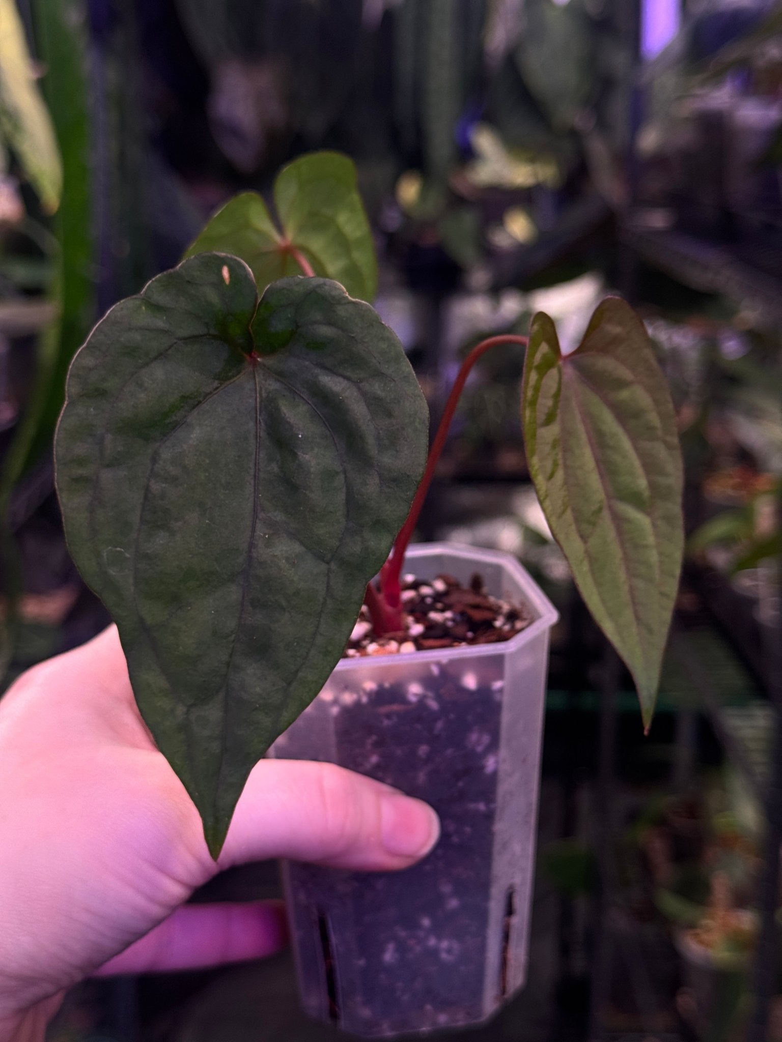 Anthurium Fort Sherman x Red Vein Dark Phoenix - SMUKHI