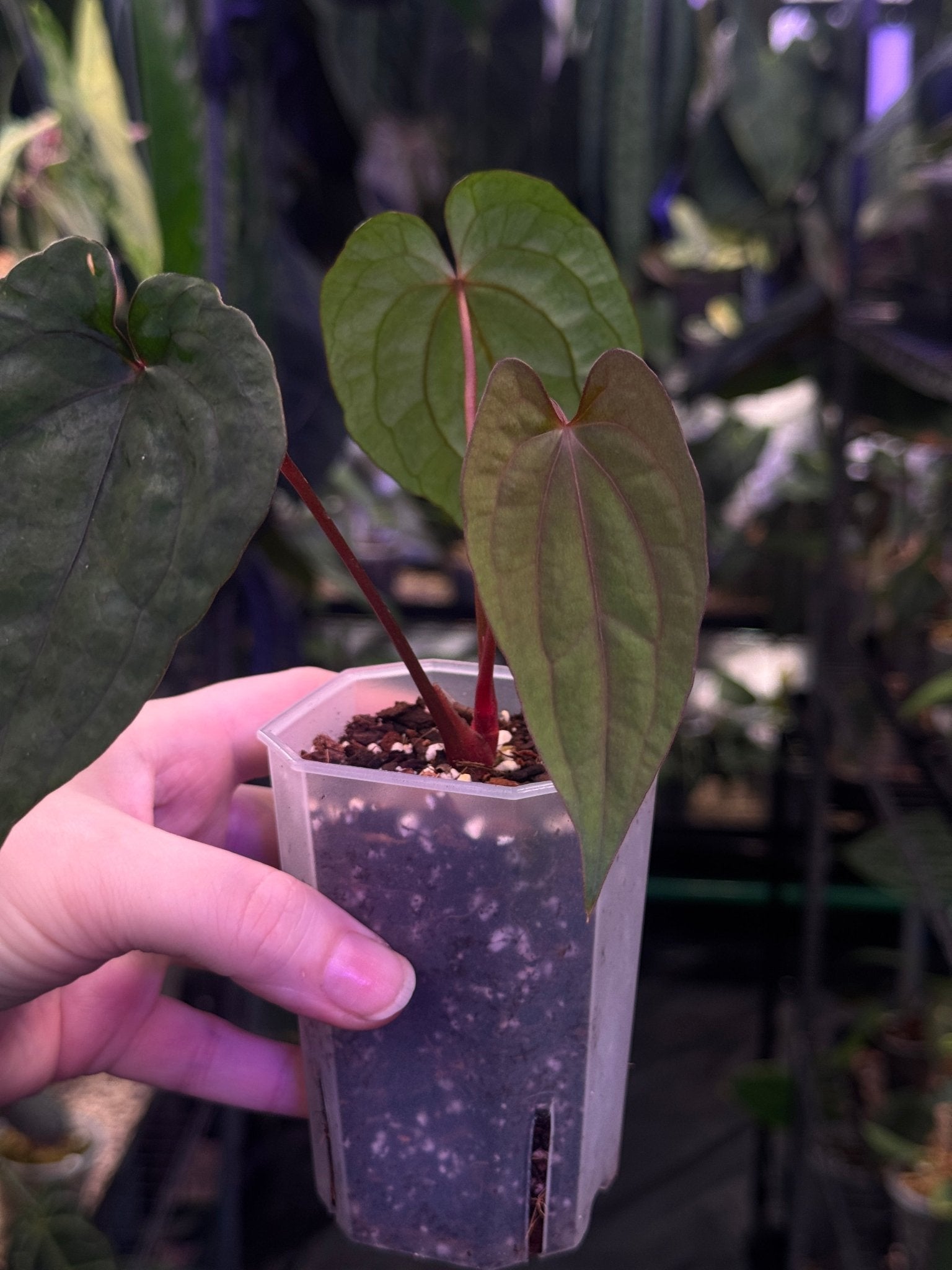 Anthurium Fort Sherman x Red Vein Dark Phoenix - SMUKHI